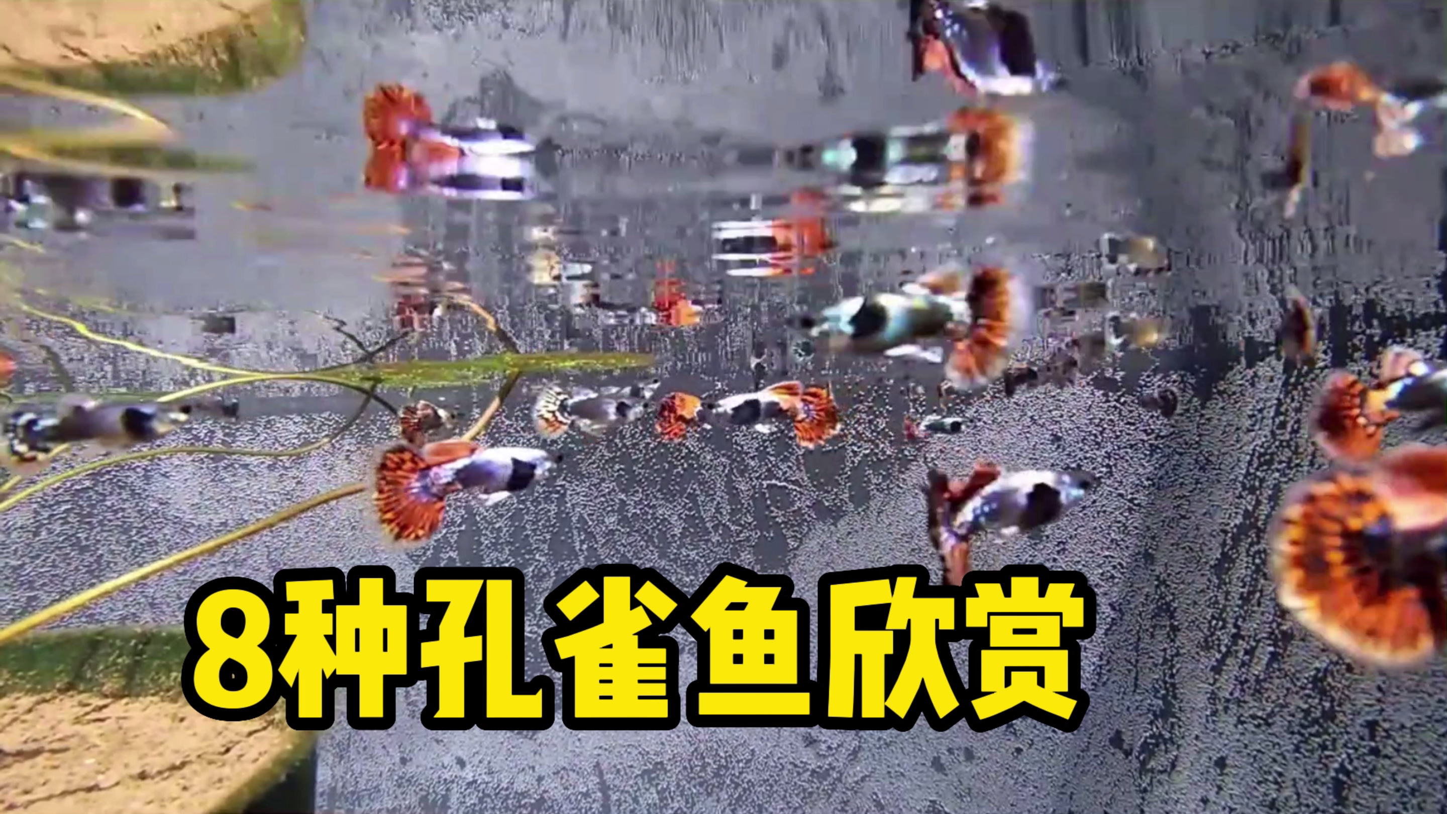 夏威夷人户外养孔雀鱼,8个美丽品种