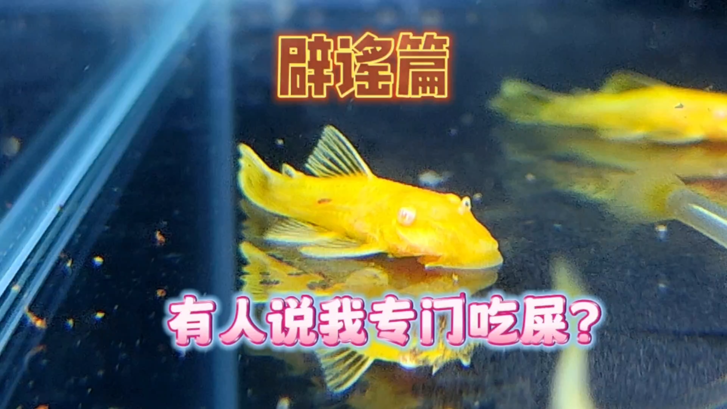 水族辟谣篇!没有天生就是吃屎的工具鱼!想鱼缸干净还得勤快点!