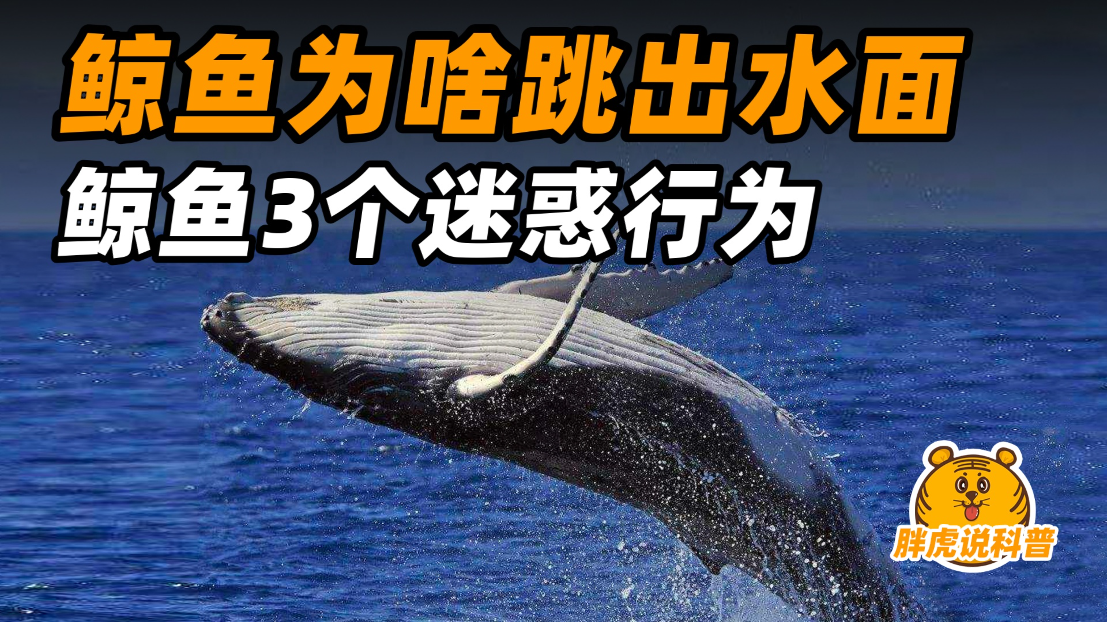 为什么鲸鱼会跳出水面,再重重地摔到海里?鲸鱼的3个迷之操作