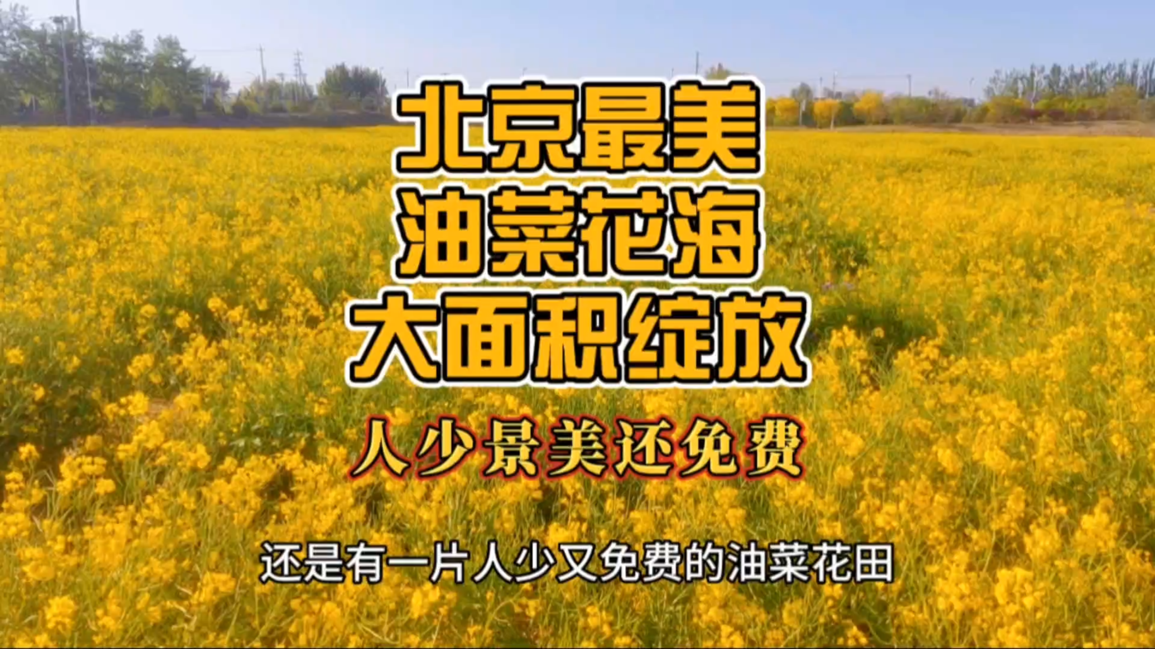 北京最美油菜花海,人少景美还免费,就在五环边
