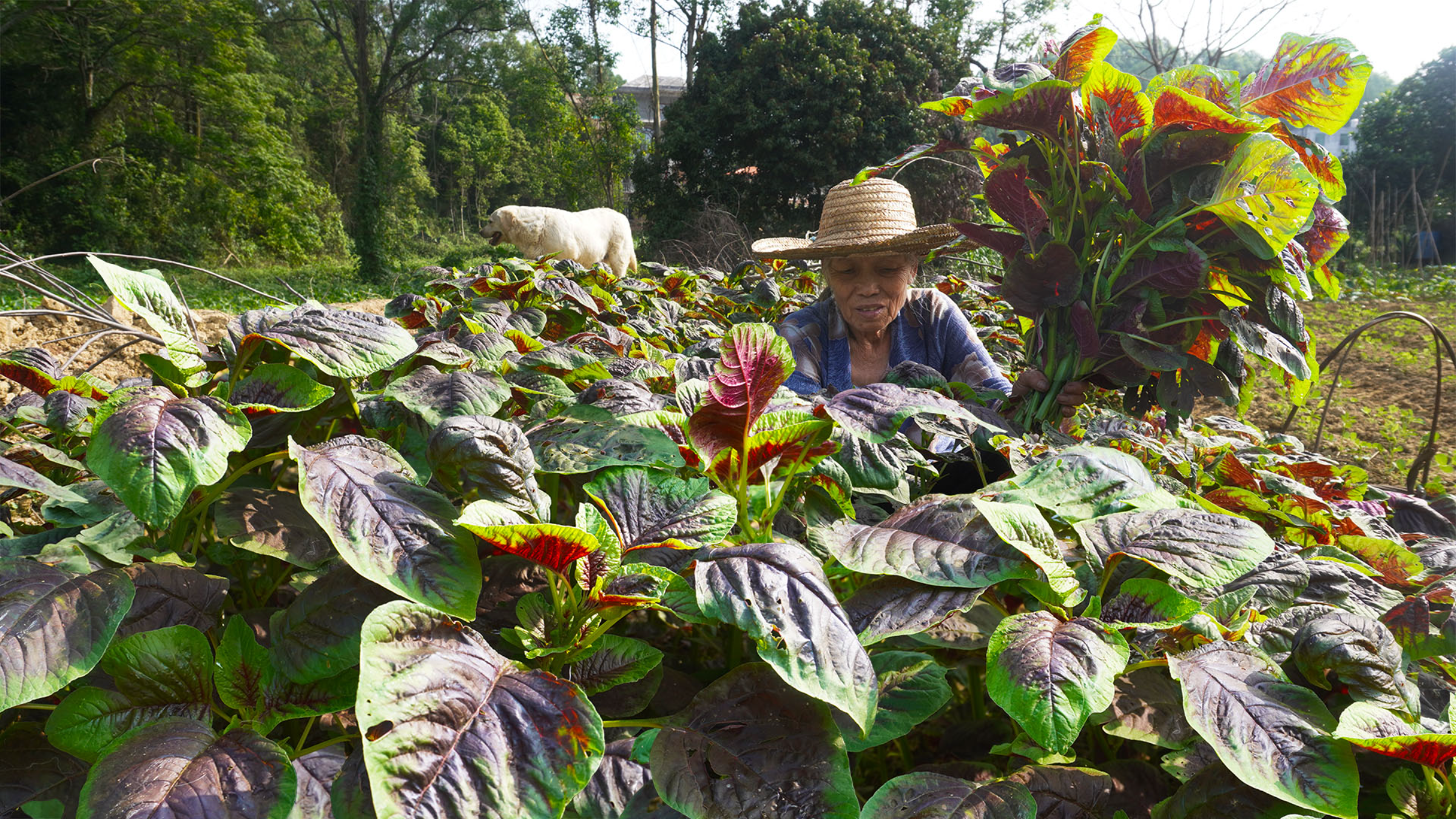 红苋菜到底要不要焯水？阿婆教你家常做法，健康美味营养不流失