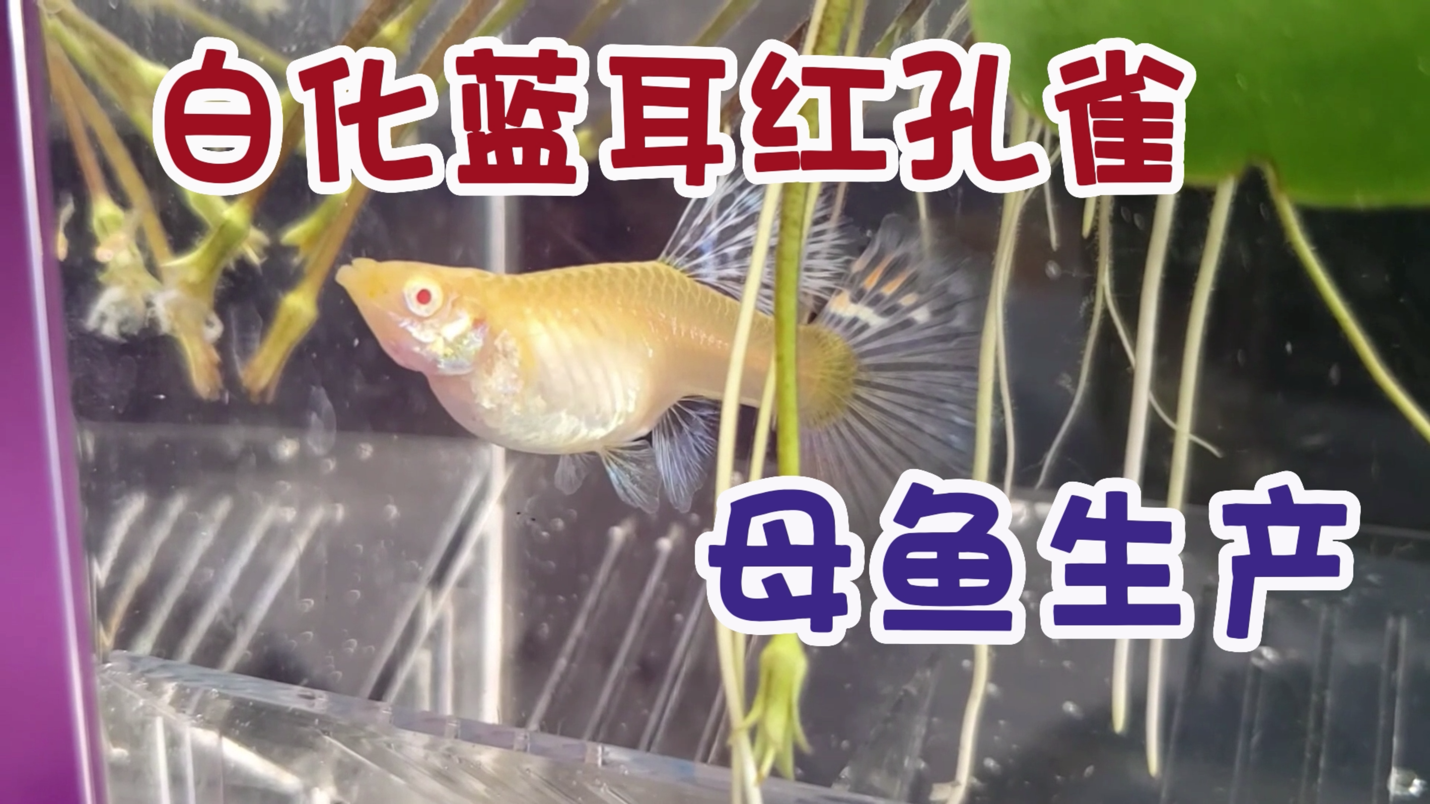 孔雀鱼在隔离盒生小鱼| 白化“蓝耳”红孔雀