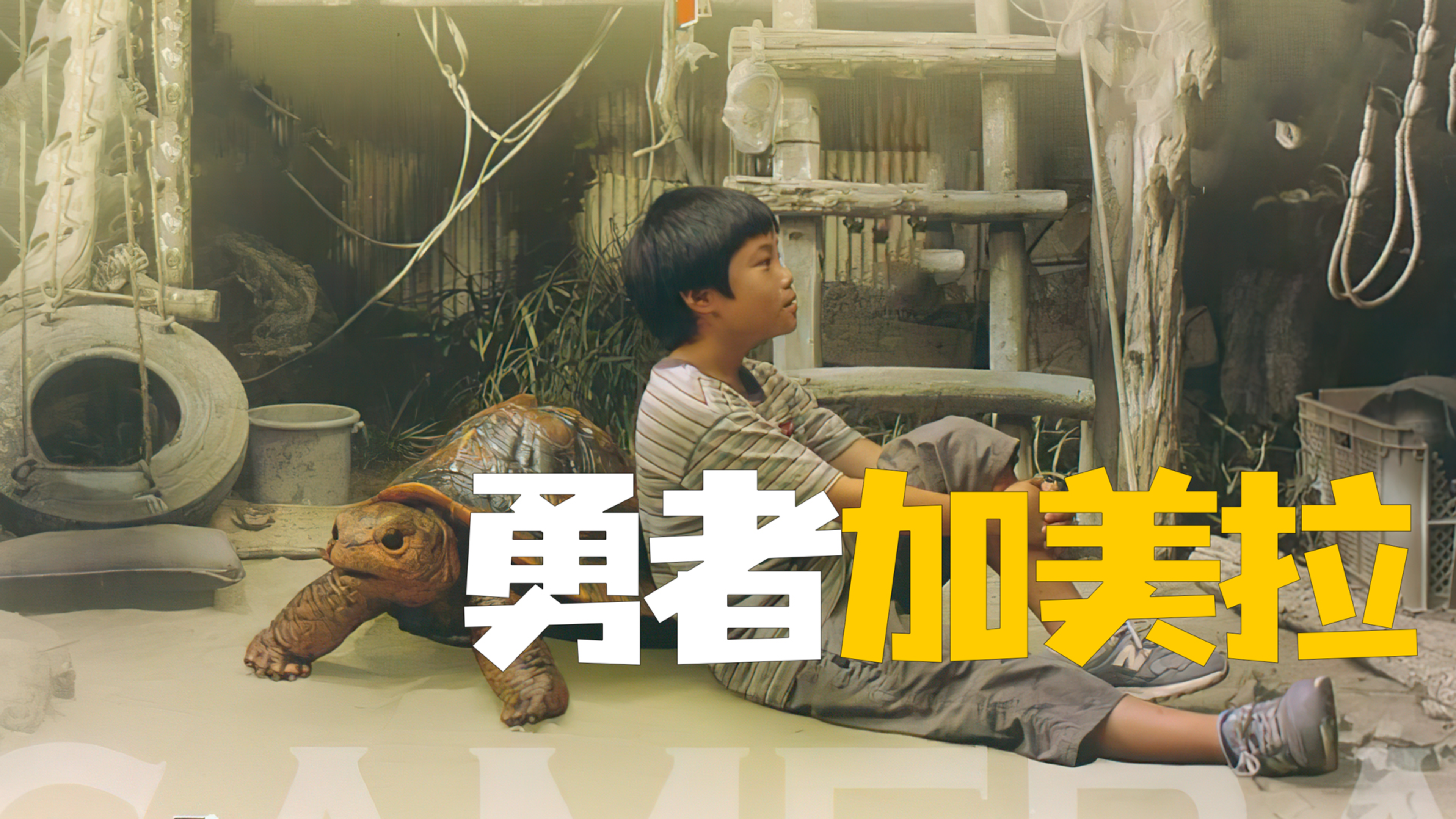 一只小小的乌龟 居然一夜之前变大了几百倍《勇者加美拉》