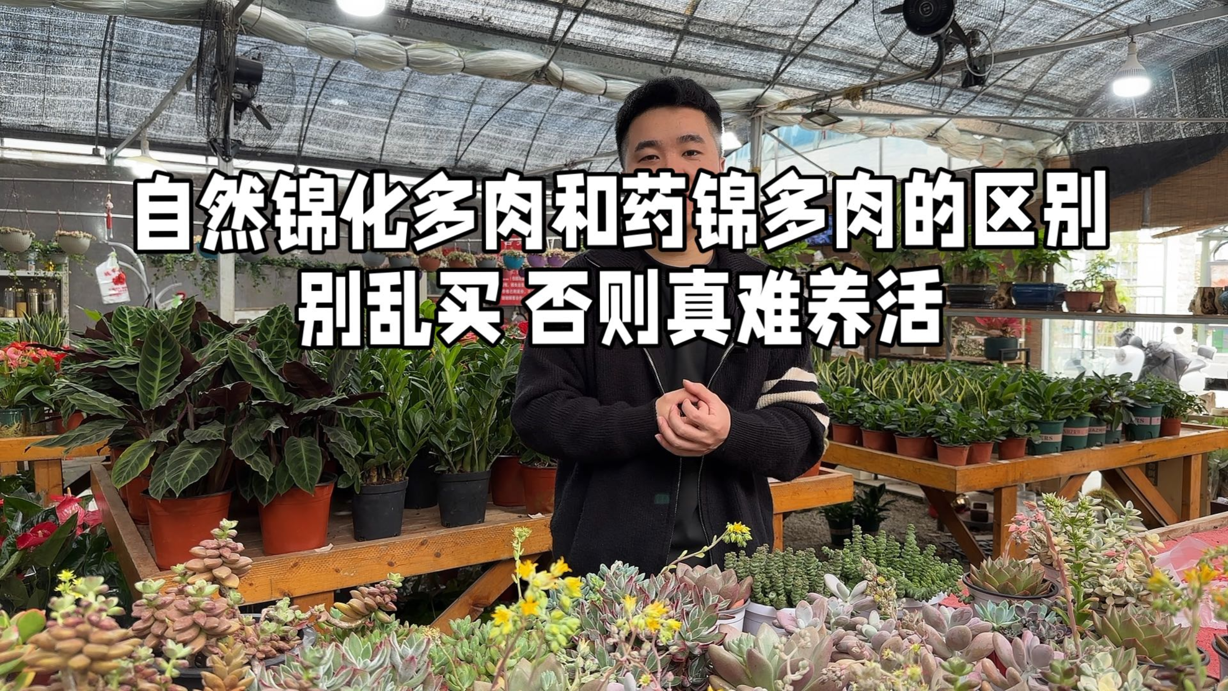 自然锦化多肉和药锦多肉的区别 别乱买 否则真难养活