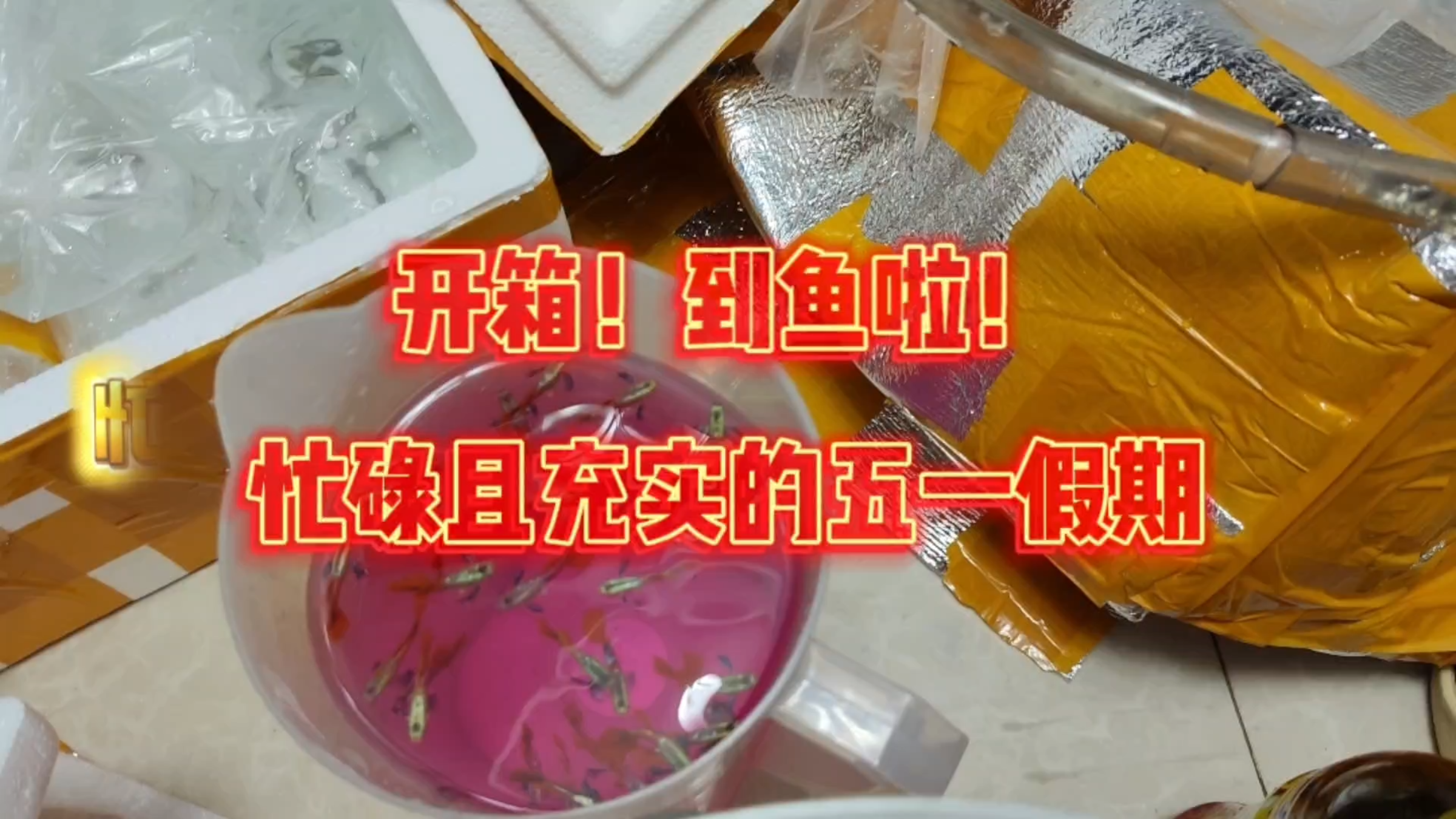 开箱!泰系白金红尾孔雀鱼入缸!忙碌而又充实的五一假期!