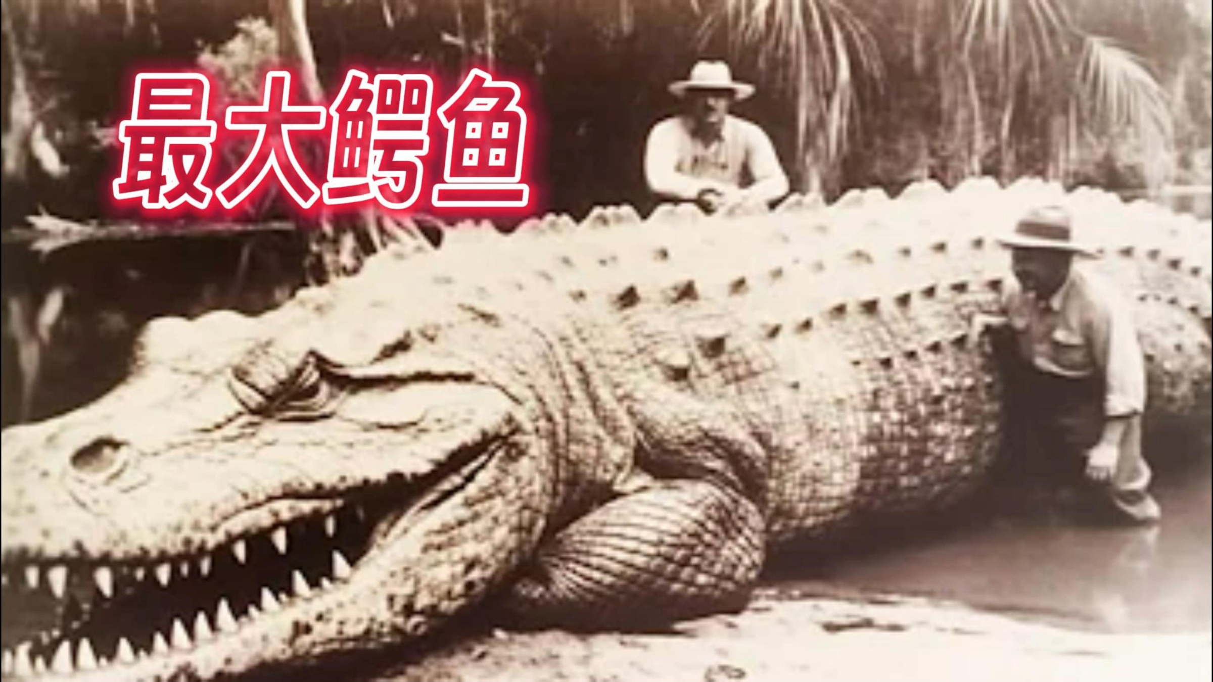 狂吞300人!世界上最大的10只鳄鱼