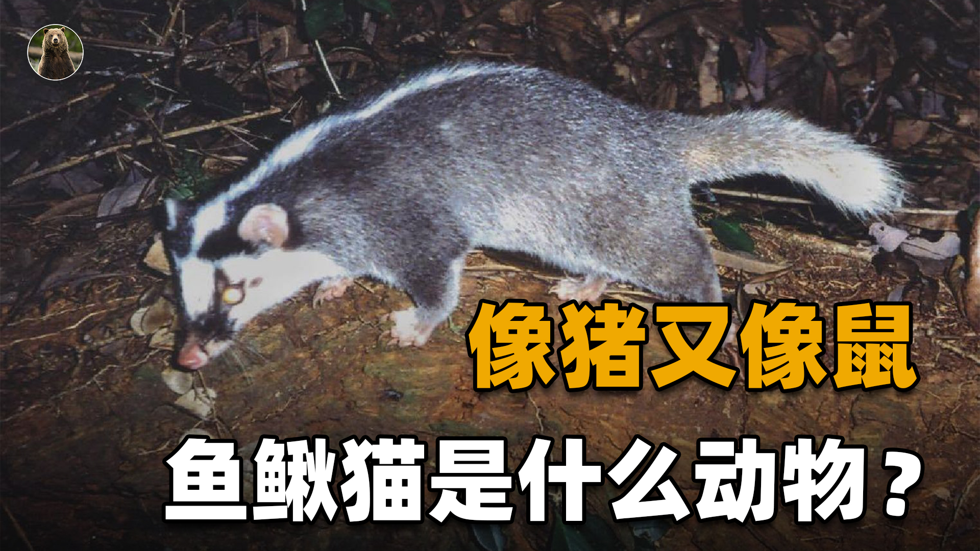 鱼鳅猫是什么动物?像猪又像鼠,长相还十分可爱