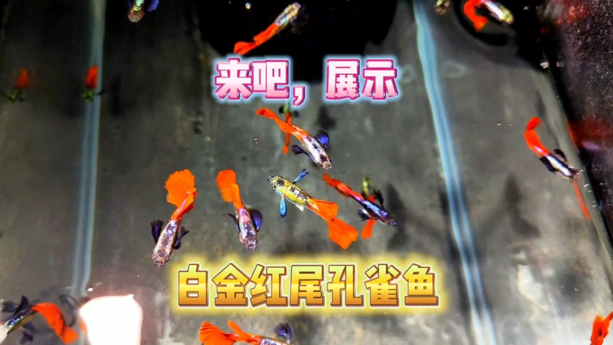 来吧,展示!白金红尾孔雀鱼,今年的小鱼普遍比去年的靠谱!