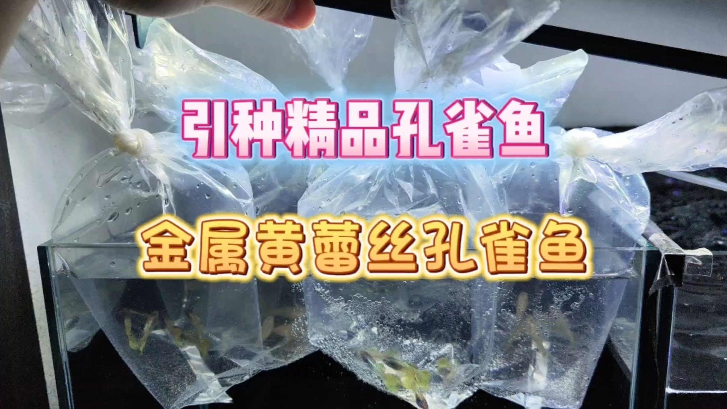 开箱!引种了精品的金属黄蕾丝孔雀鱼!准备过两天发到鱼房去!