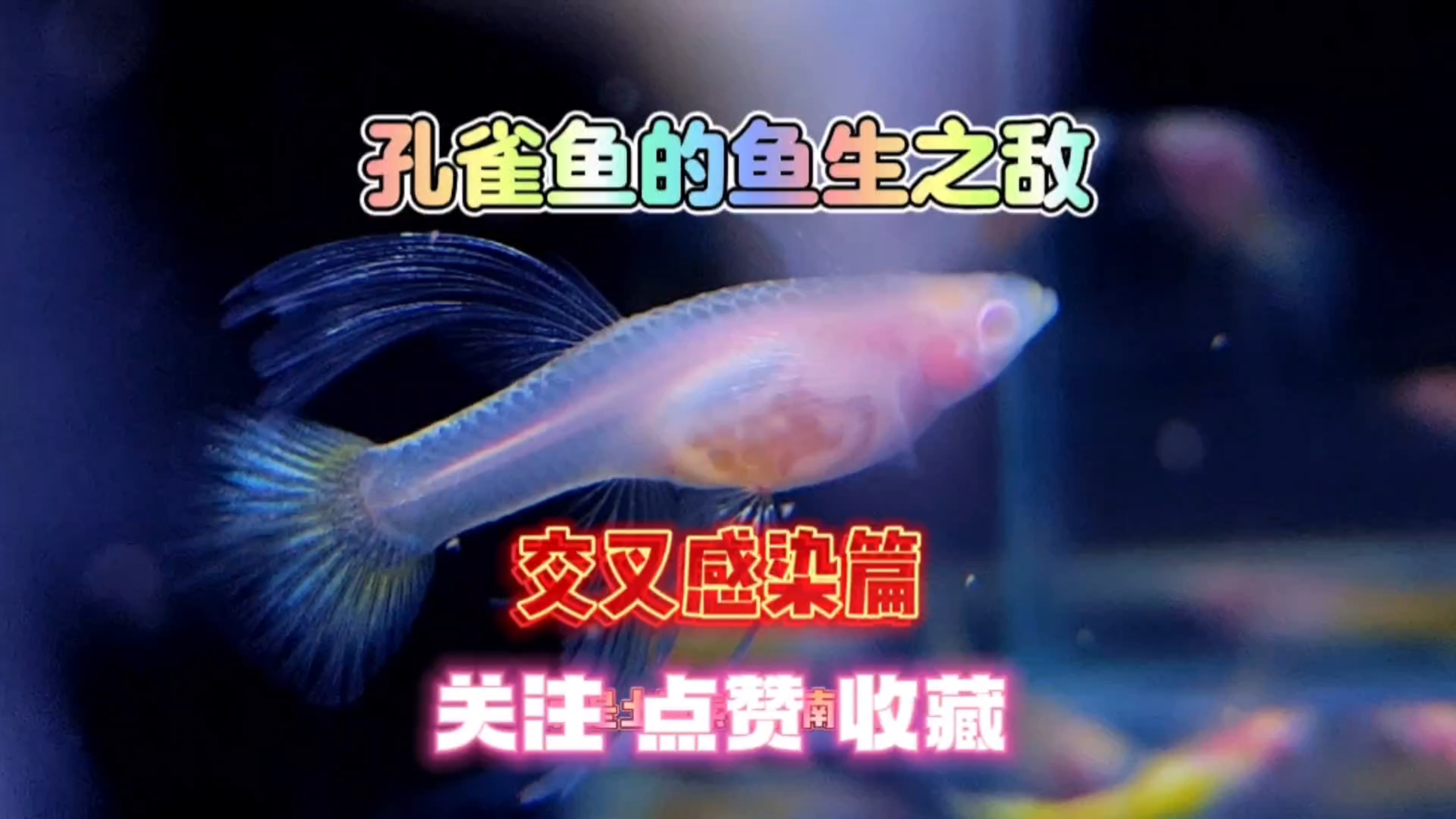 孔雀鱼的鱼生之敌!交叉感染篇,大家遇到过这些情况吗?