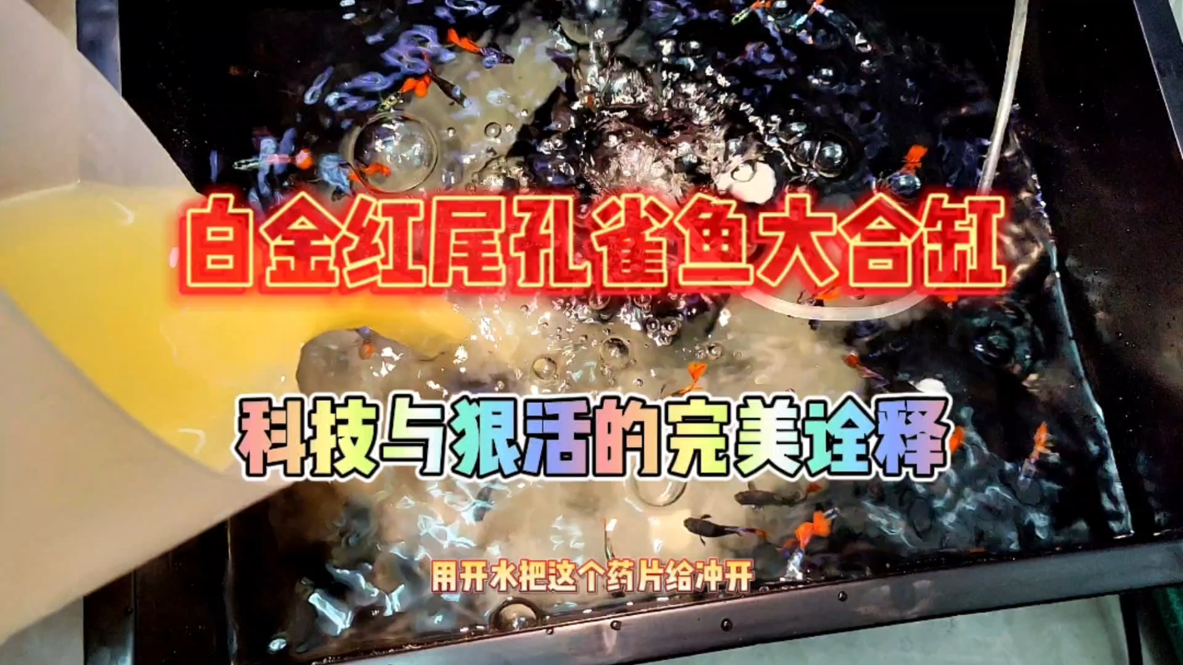 白金红尾孔雀鱼大合缸!科技与狠活直接搞里头!