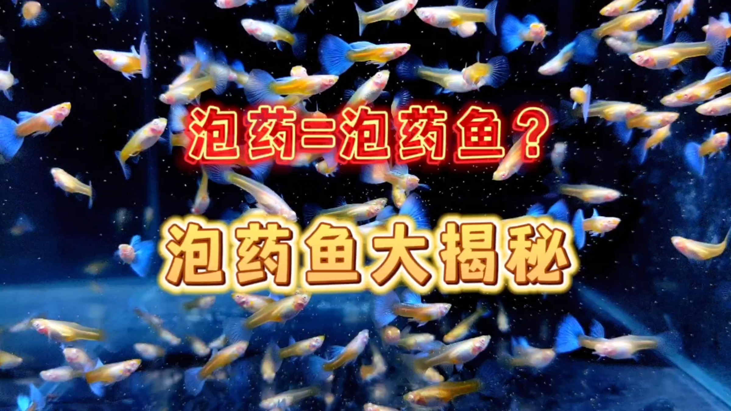 泡药就等于是泡药鱼吗?到底啥是泡药鱼?泡药鱼大揭秘!
