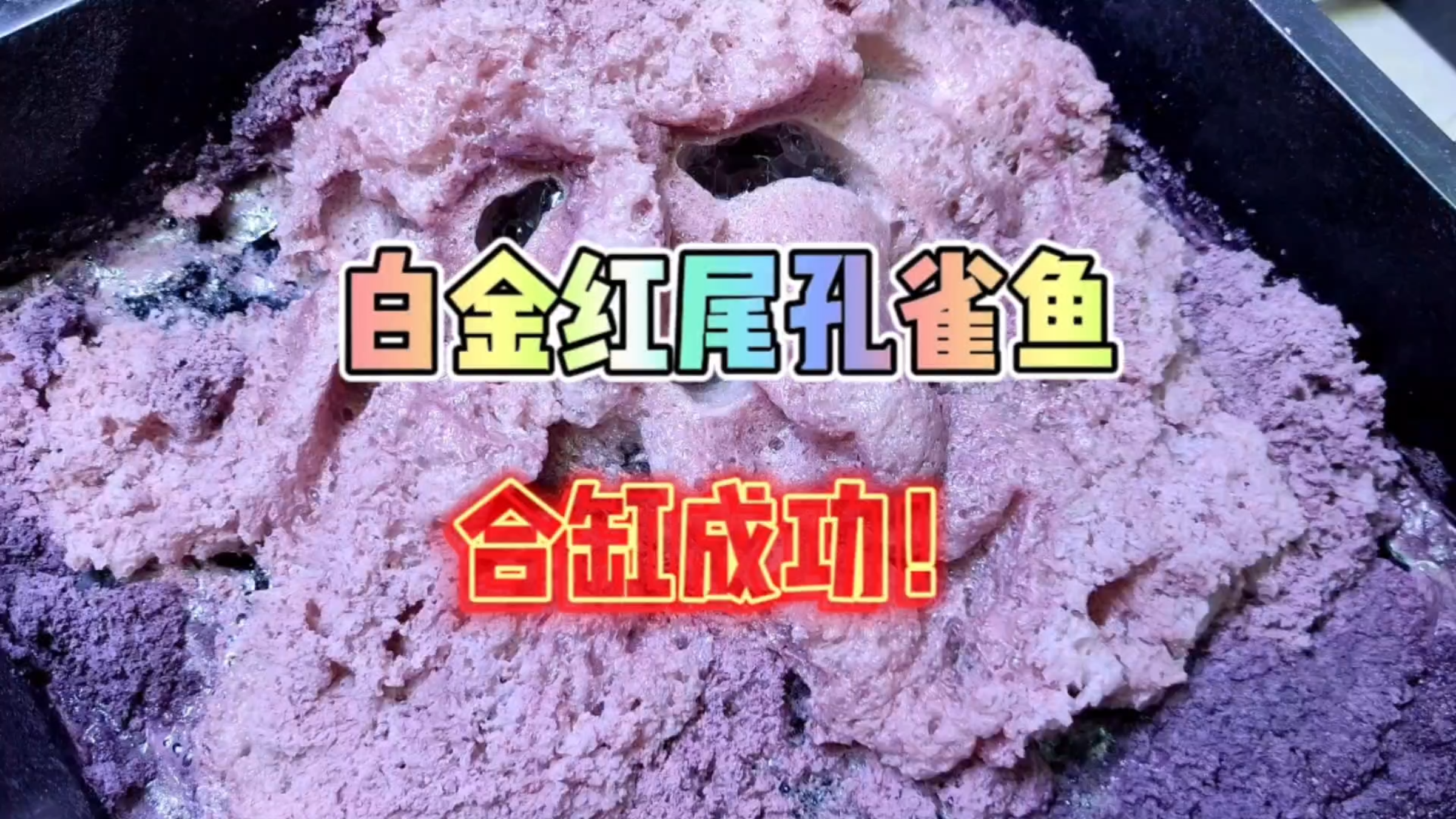 白金红尾孔雀鱼合缸完成!顺便又新添一线兰草大C孔雀鱼!