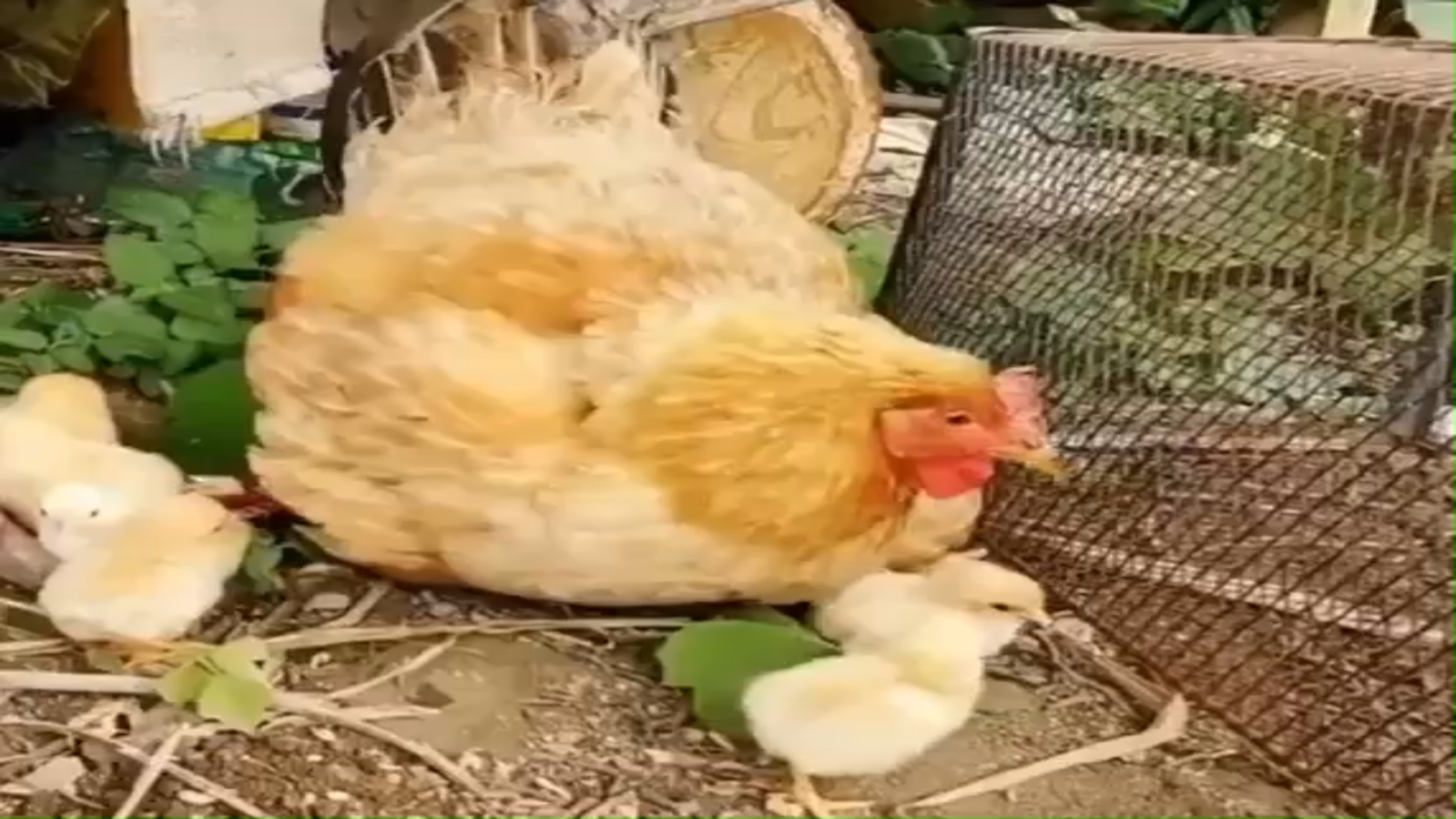 四年级下册母鸡教学素材视频