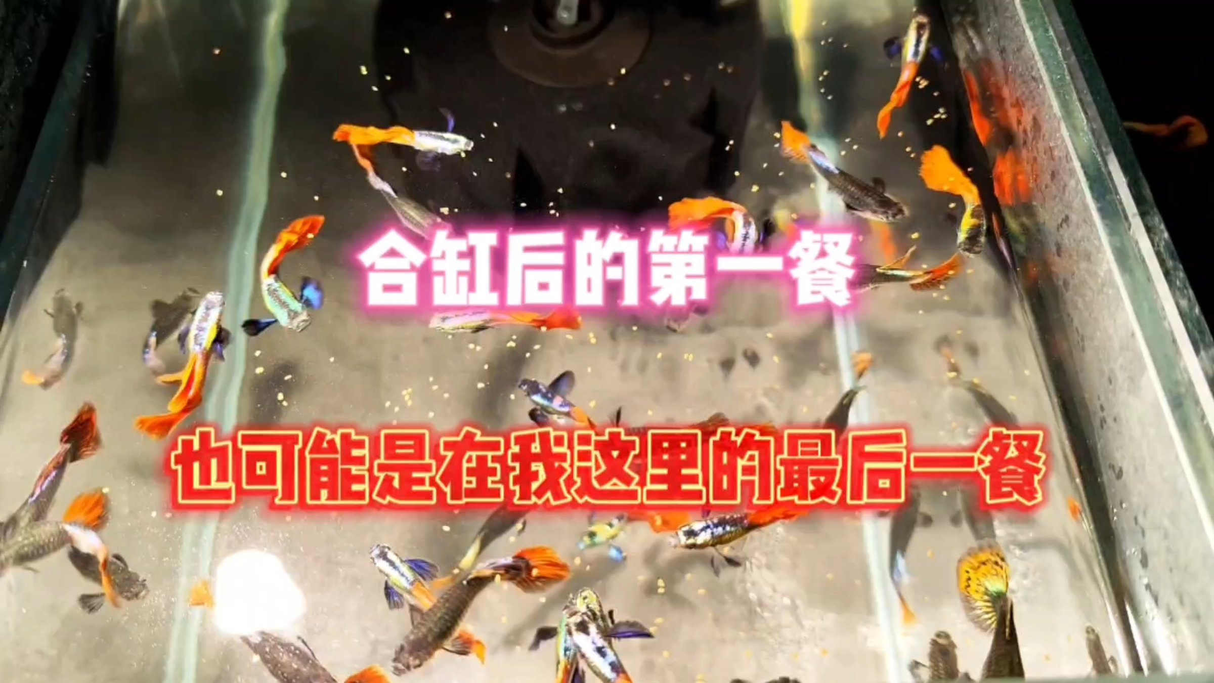 孔雀鱼应该喂什么饲料?白金红尾孔雀鱼合缸以后的第一餐!