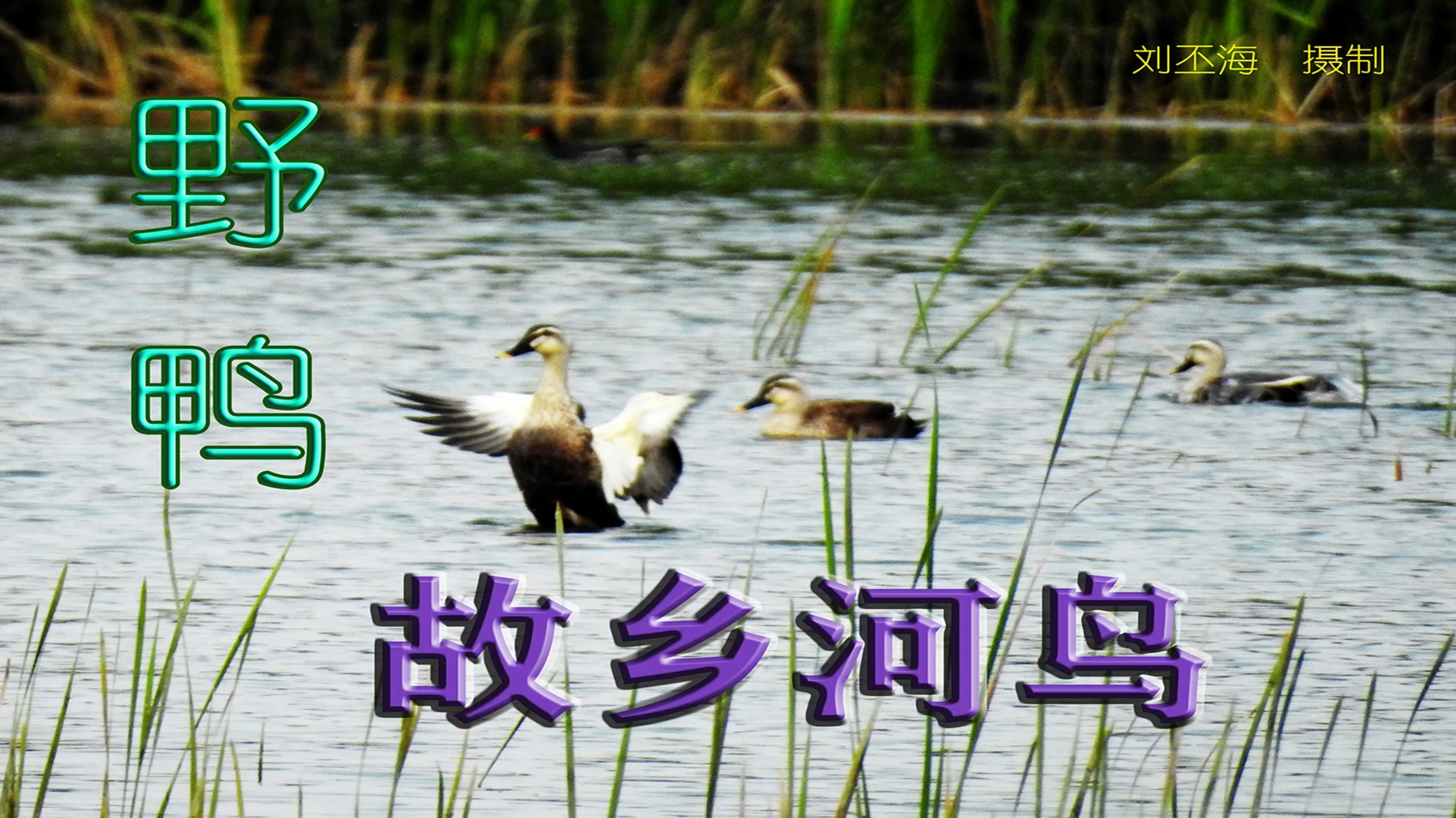 故乡潍河水鸟--野鸭