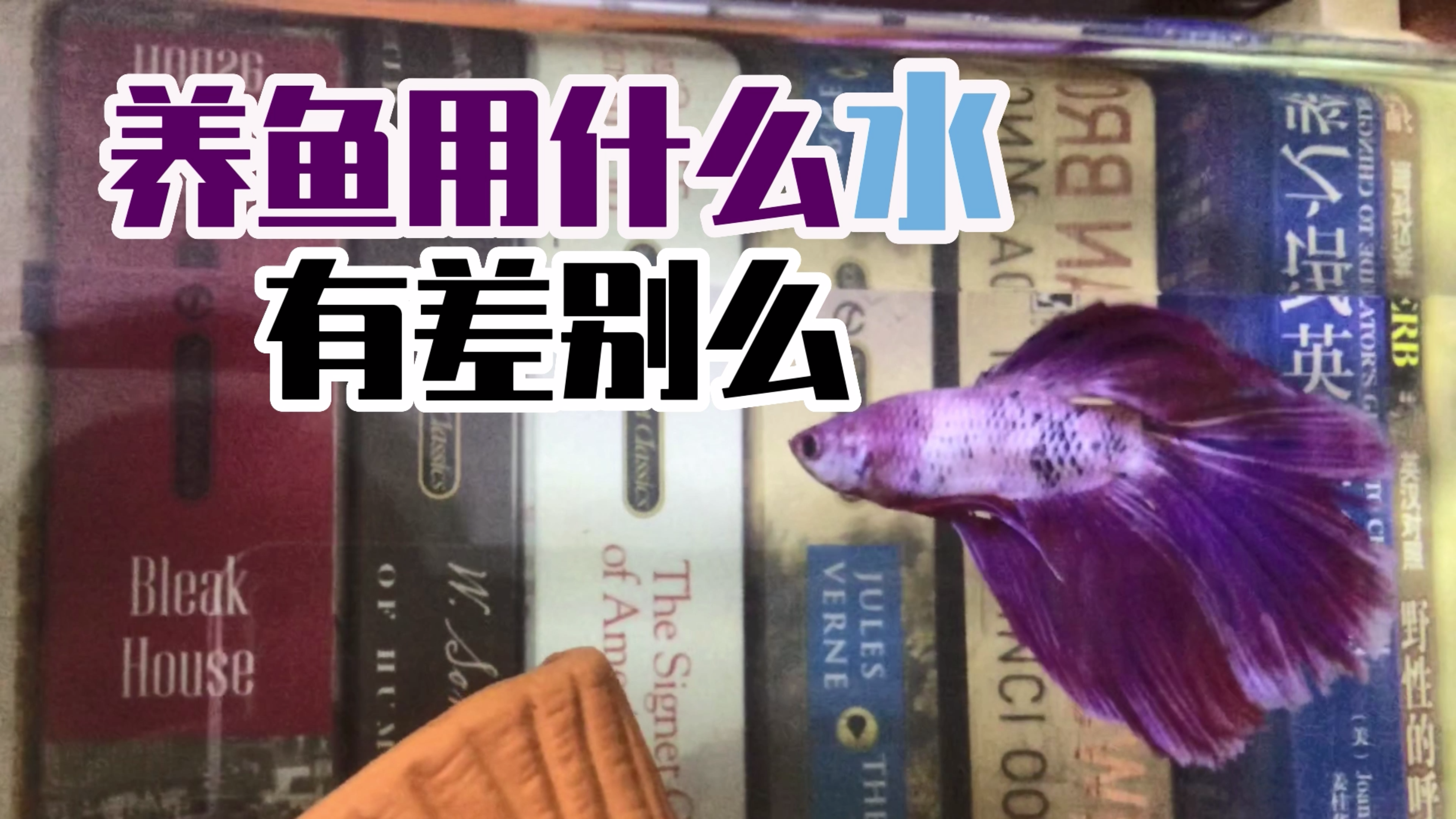 养鱼到底用什么水 | 自来水 纯净水 白开水 热水器 净水器