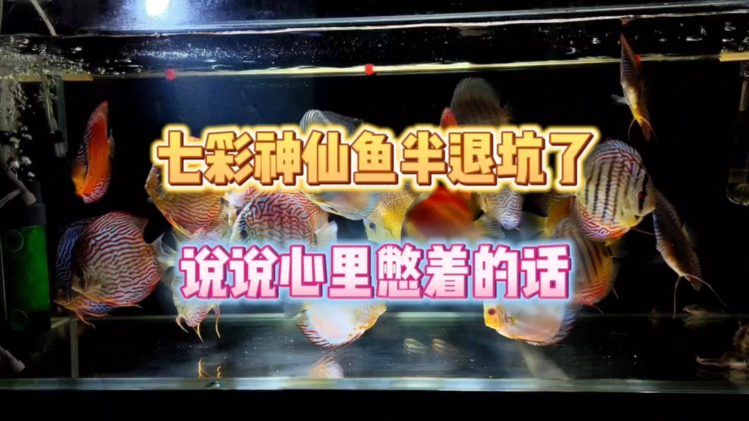 朋友们,宣布一下,七彩神仙鱼半退坑了,顺便跟大家说说心里话