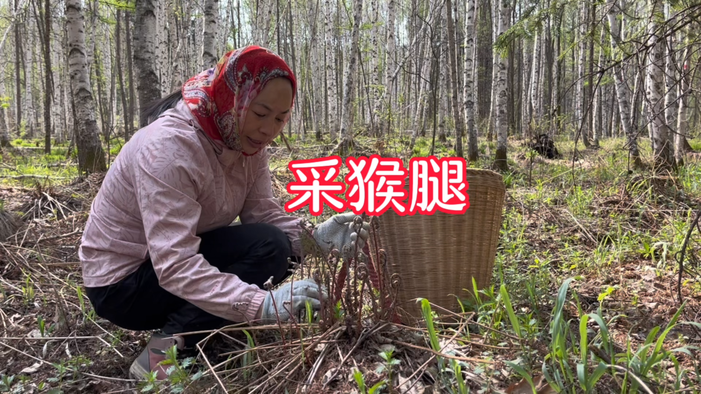 东北农村采山季节,又一种新野菜下来了,猴腿菜,全身都是毛