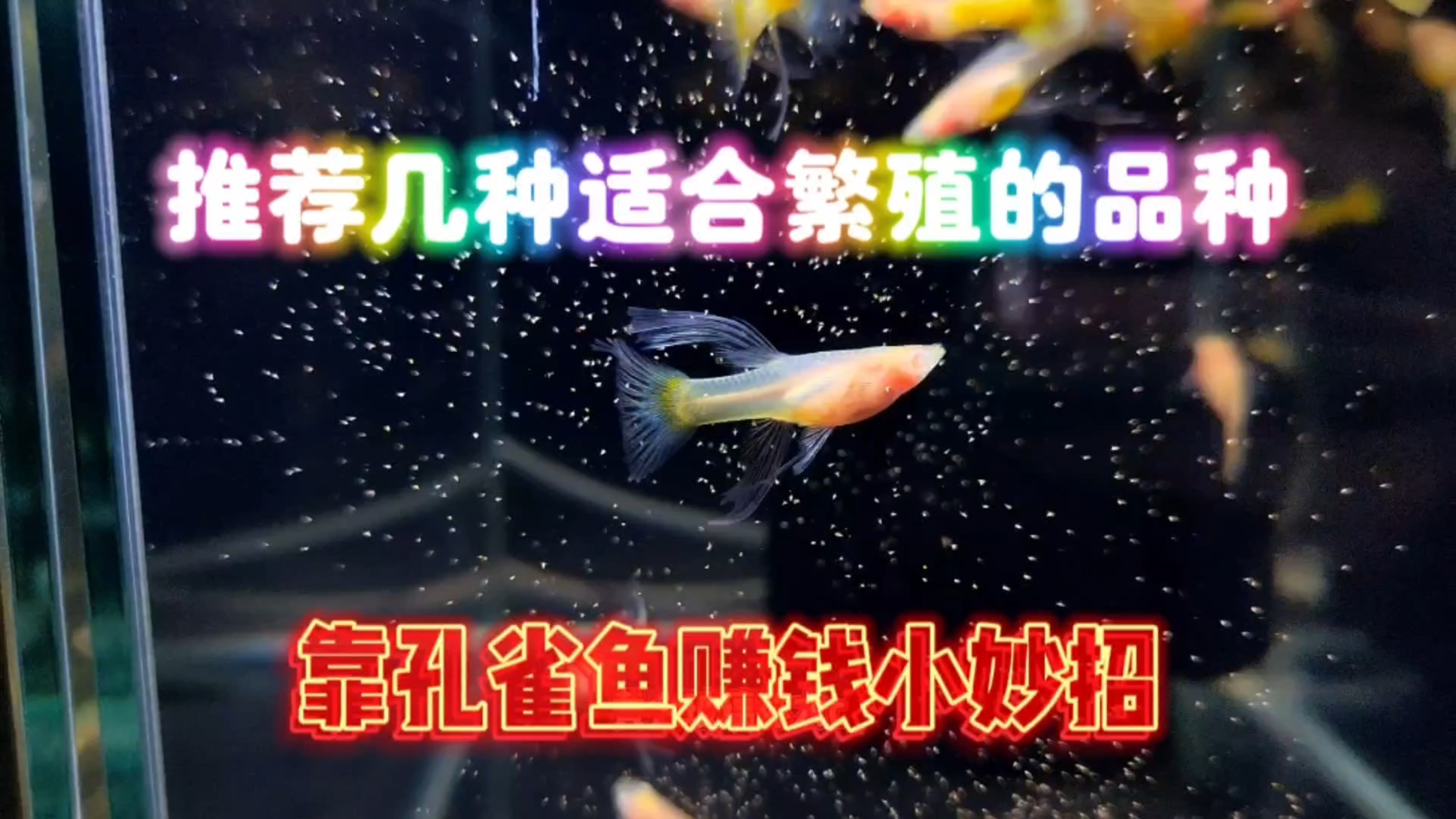 今天跟朋友们分享几种可以繁殖赚零花钱的孔雀鱼品种!
