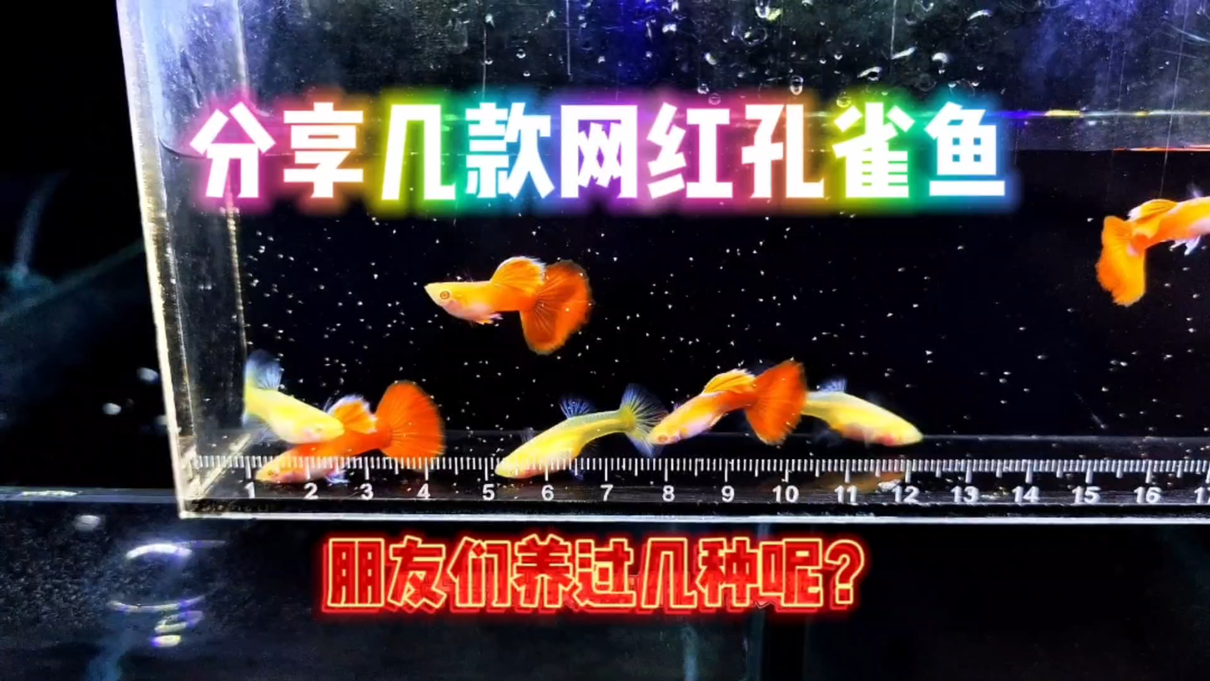 分享几种网红孔雀鱼品种!鱼友们养过几个品种?