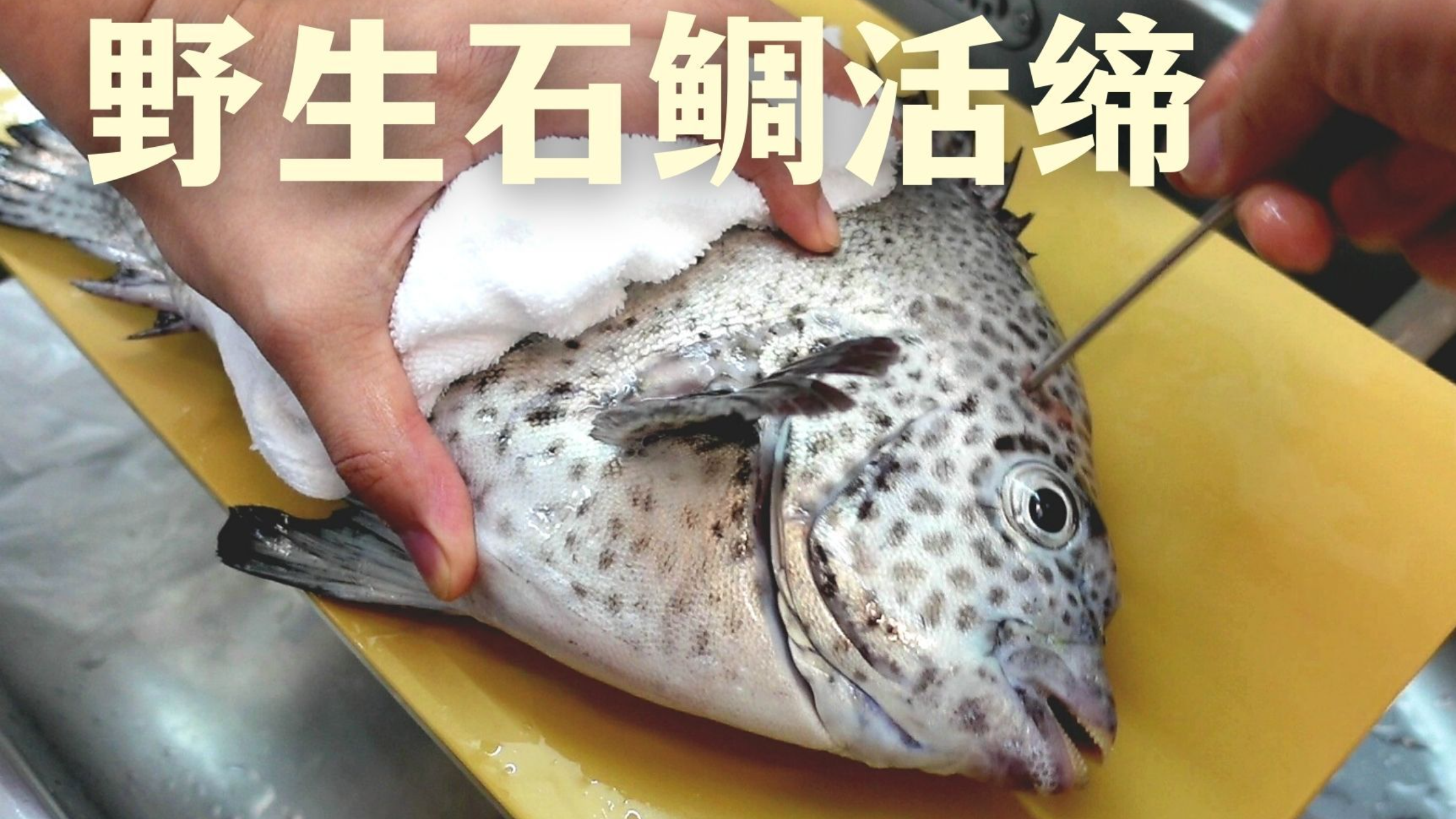 定置渔场捕到2.2公斤活石鲷,活缔后熟成5日做刺身,肥美程度简直