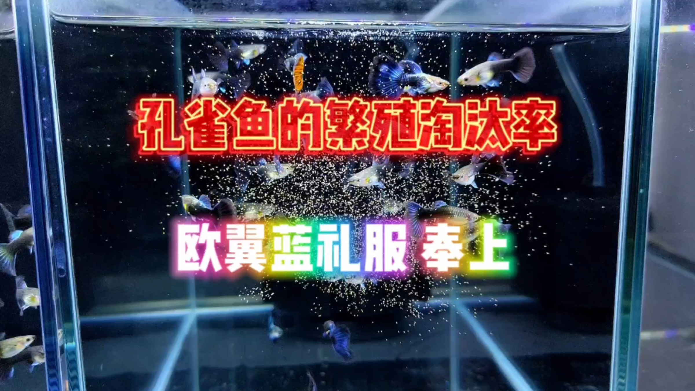 孔雀鱼的繁殖淘汰率是什么意思?到底什么鱼该淘汰呢?