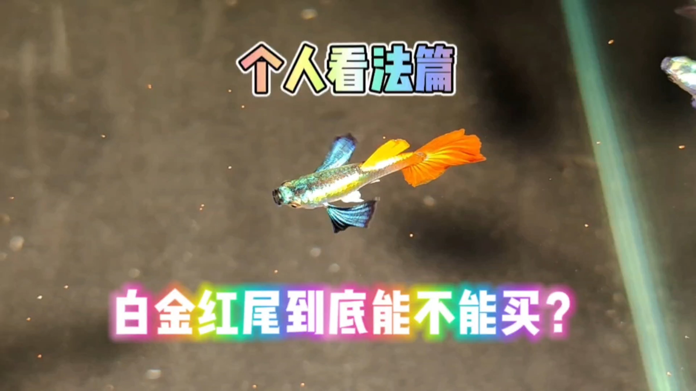 现在大火的白金红尾孔雀鱼到底适不适合买?分享一些我的看法