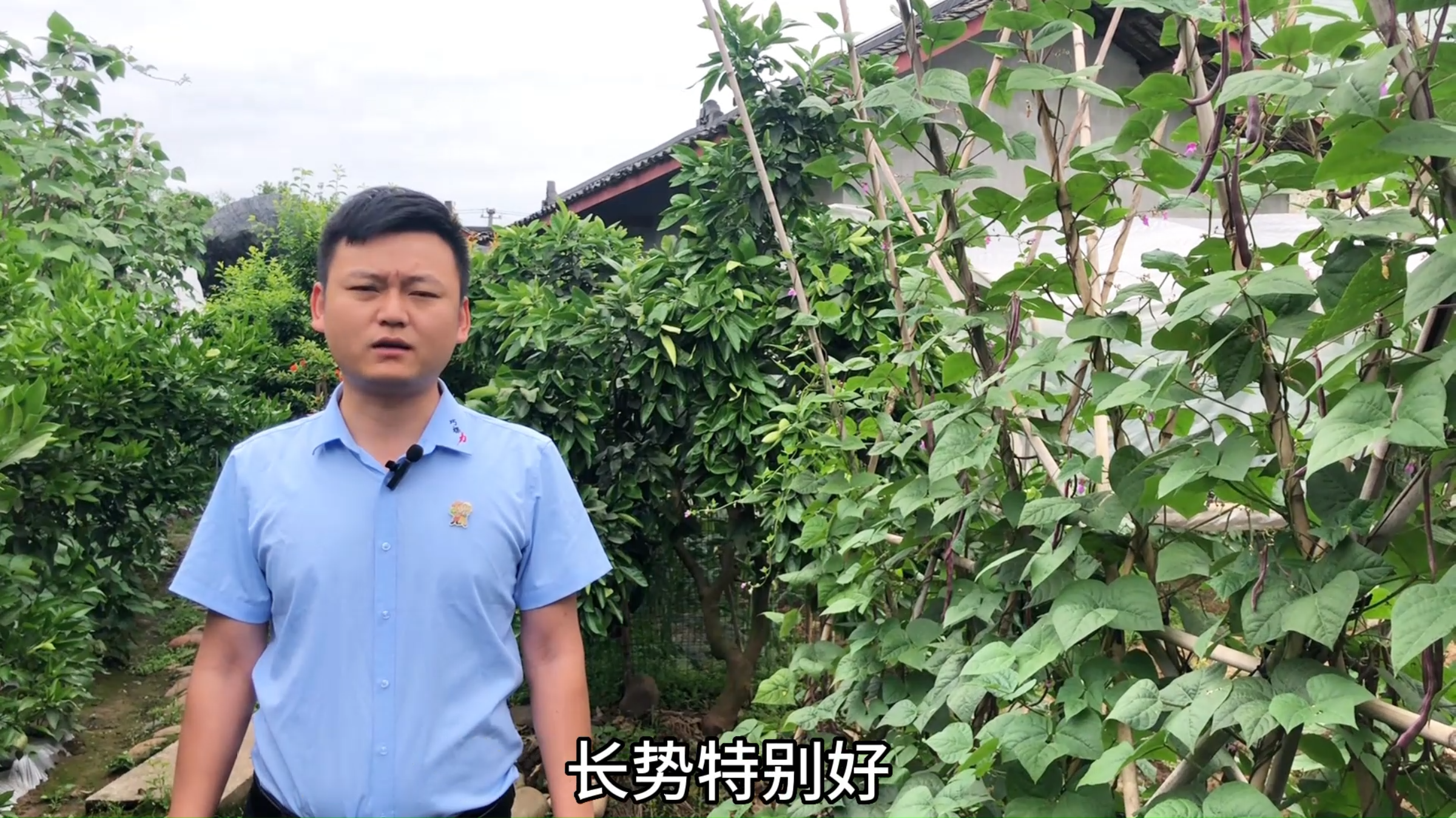 关于红豆的冷知识你知道多少?<颗粒肥>