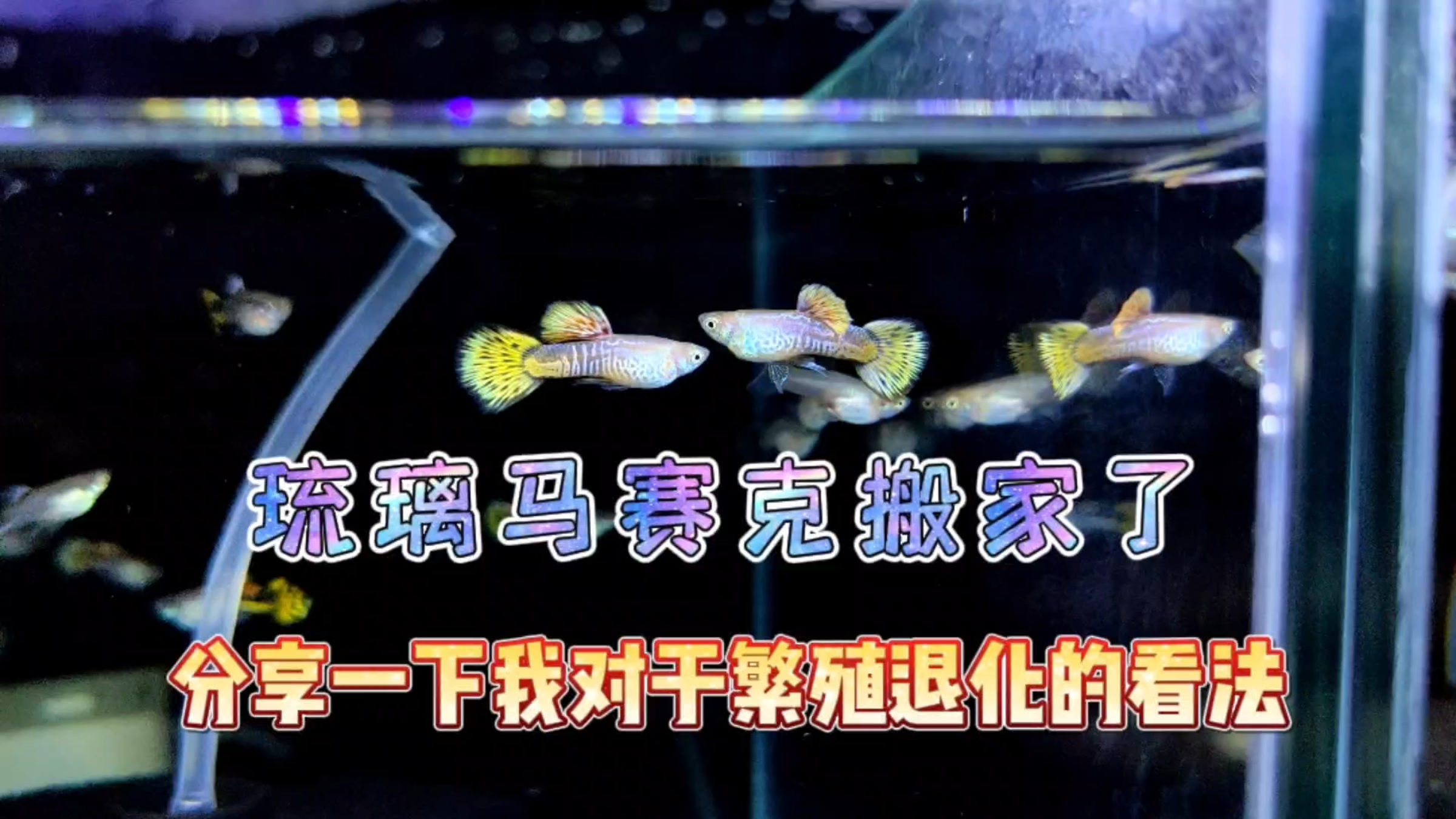 家里的琉璃马赛克孔雀鱼搬家啦!分享一下我对于繁殖退化的看法!