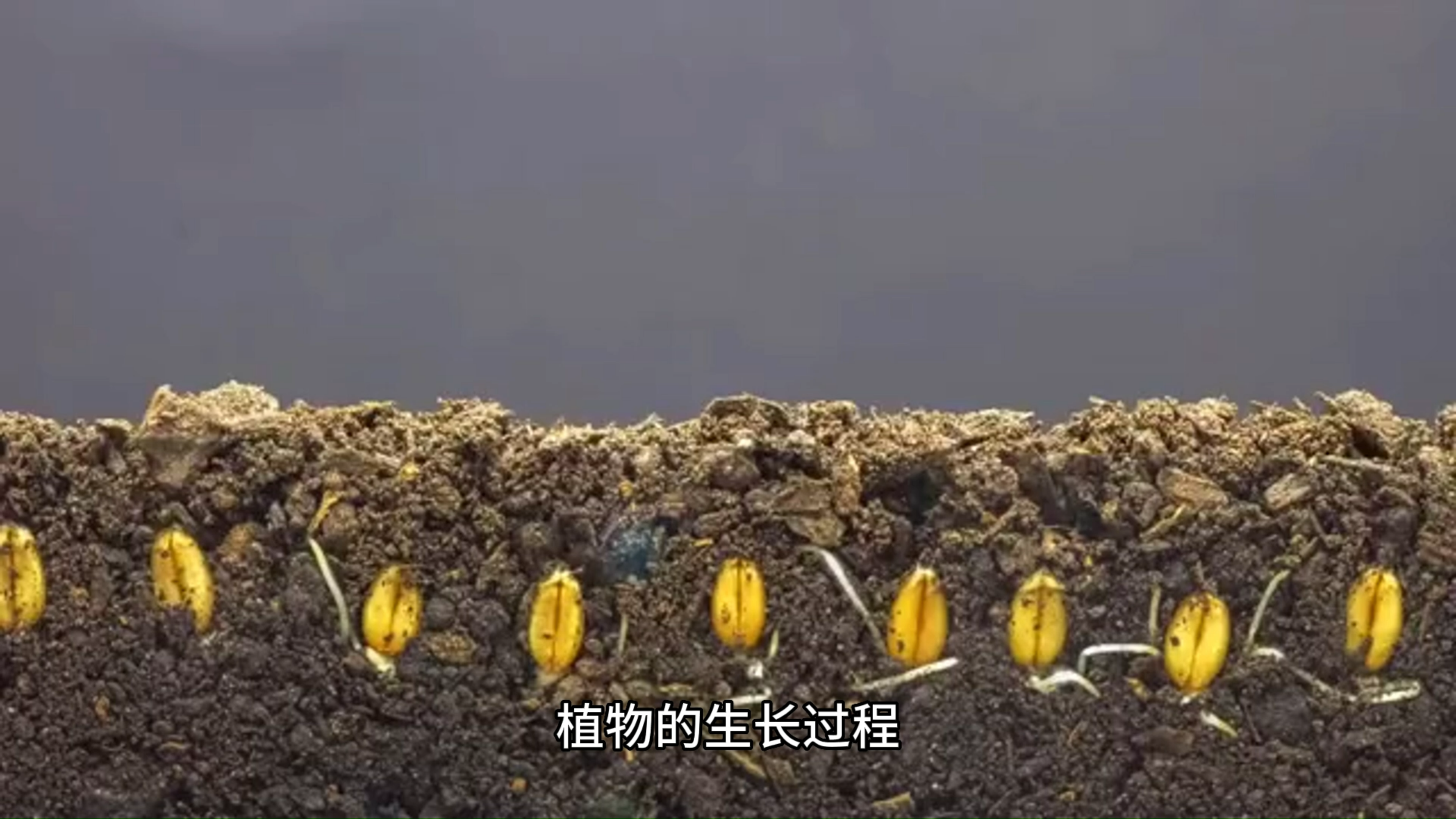 植物的生长过程,你知道吗