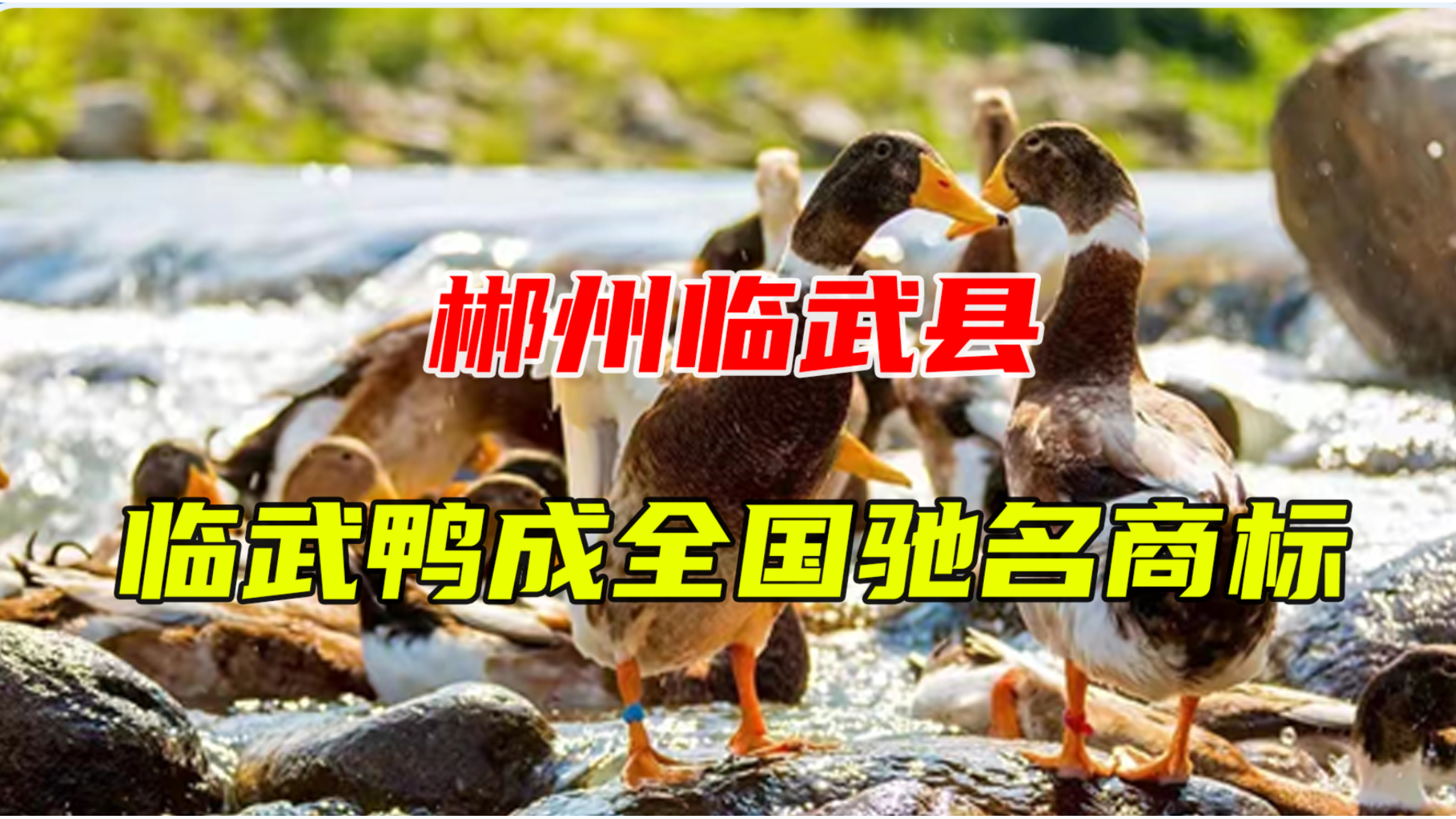 郴州临武县狠抓龙头特色产业,舜华临武鸭成为全国驰名商标