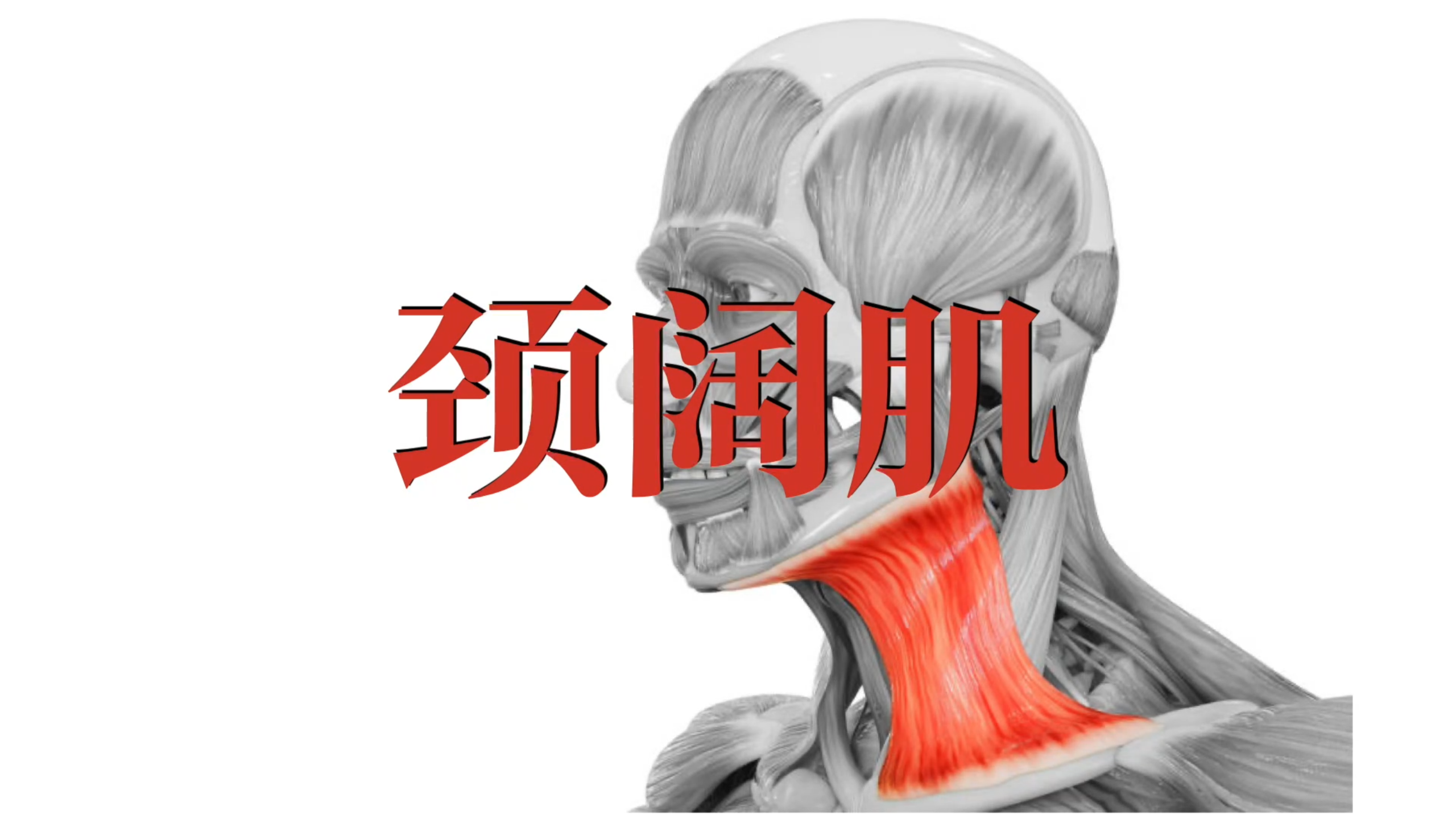 肌肉功能解剖|颈阔肌