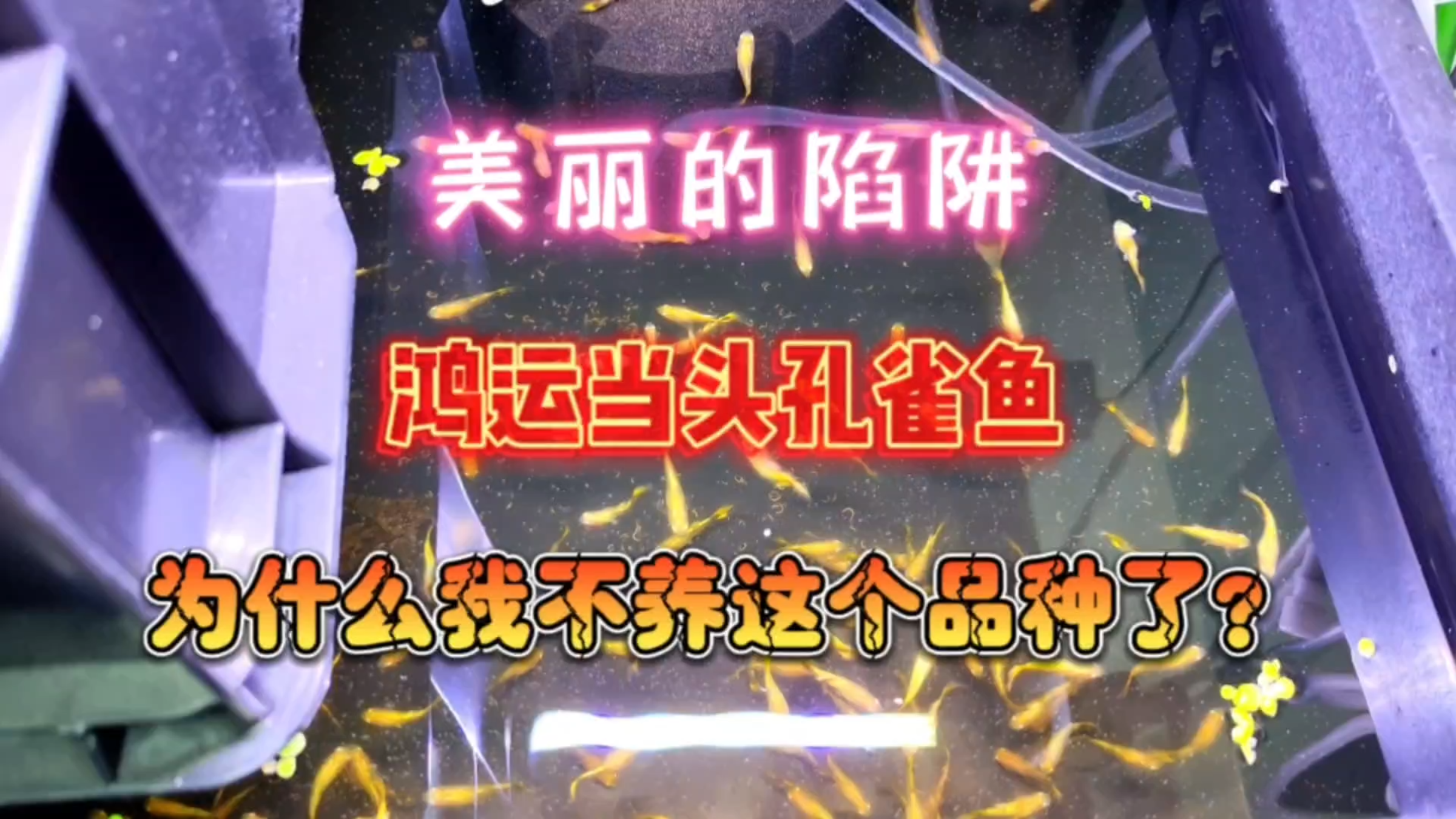 美丽的陷阱!我为什么不养鸿运当头这个品种的孔雀鱼了呢?