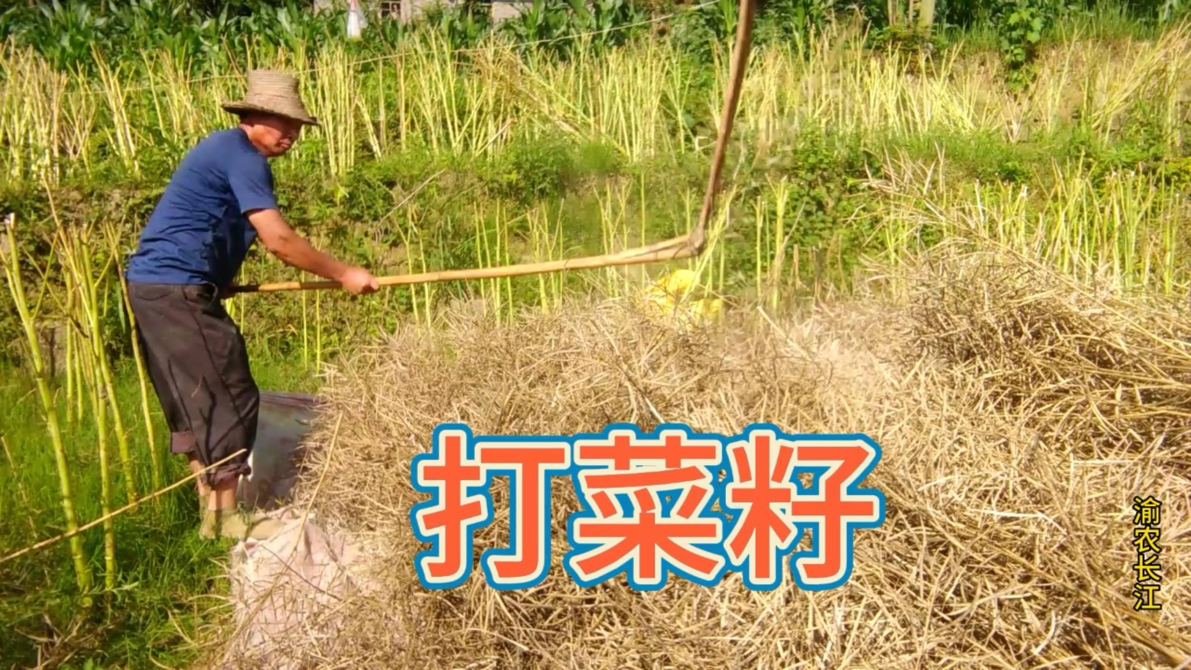 打菜籽还是用这种老方法好,省时省力速度快,田间就能搞定