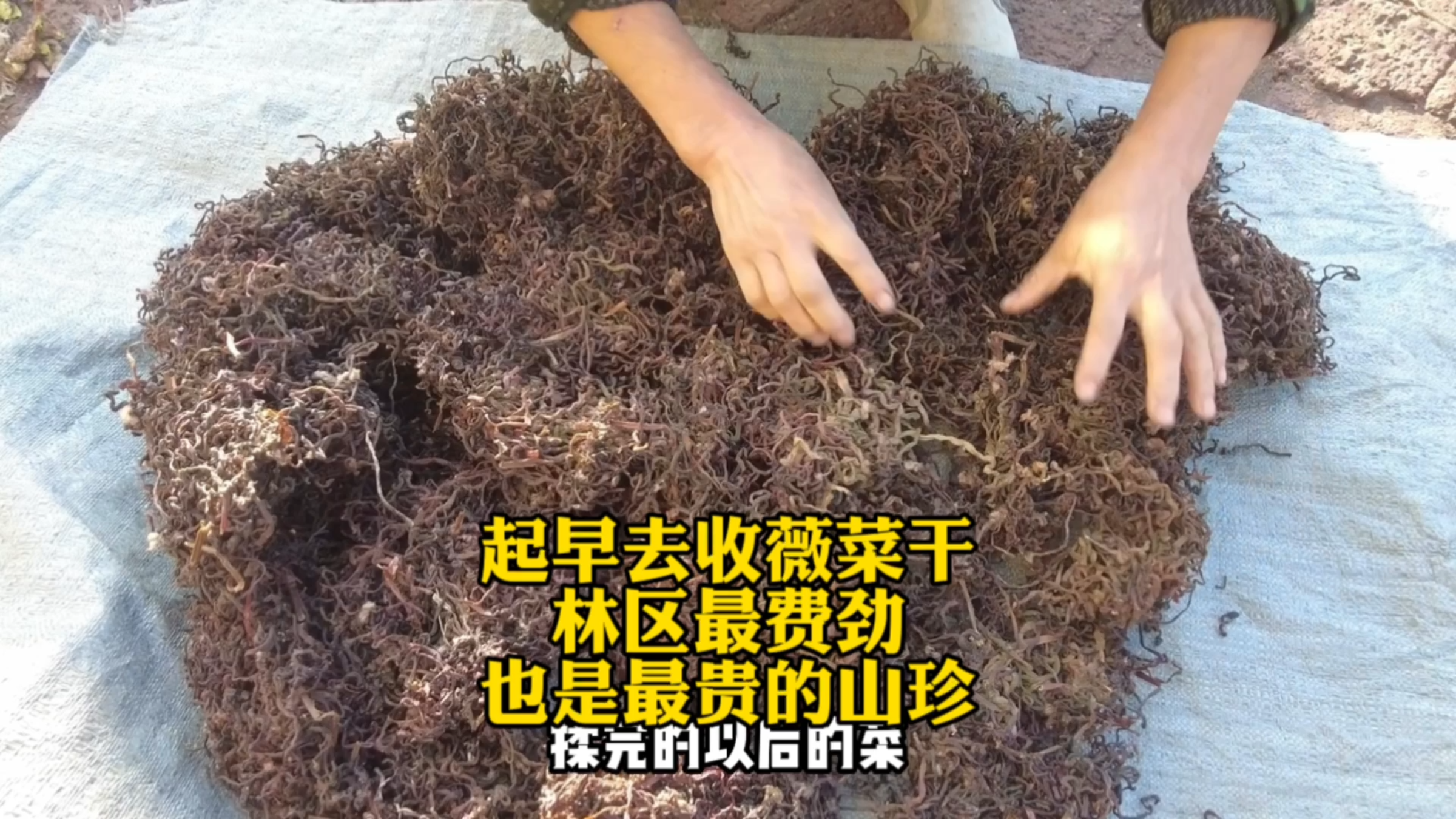 起早去邻居家收薇菜干,东北林区最贵山珍,十多斤才能干一斤