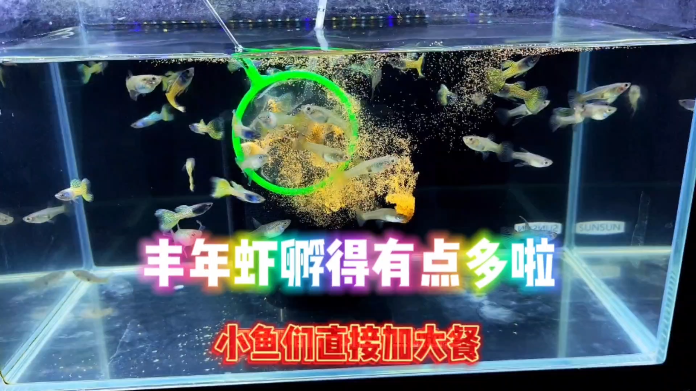 今天丰年虾孵化太多啦!家里小鱼直接开大餐!