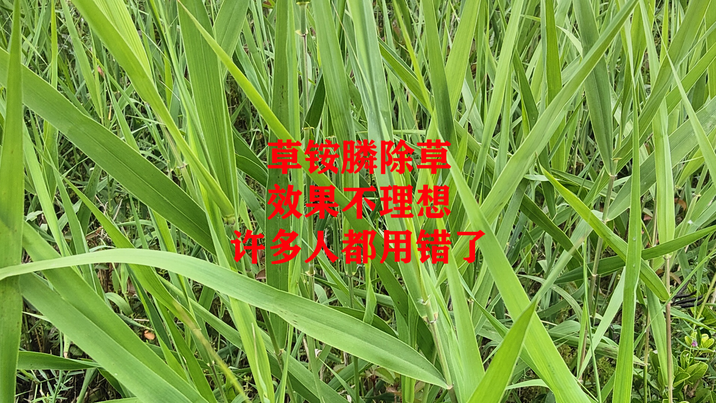 草铵膦许多人都用错了,难怪除草效果不好
