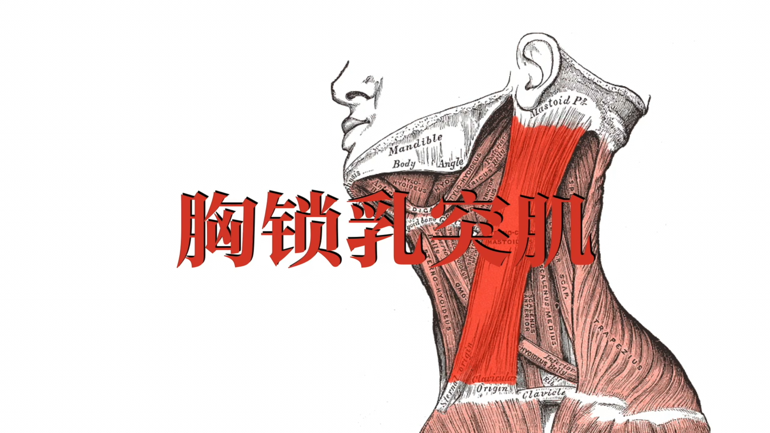 肌肉功能解剖|胸锁乳突肌