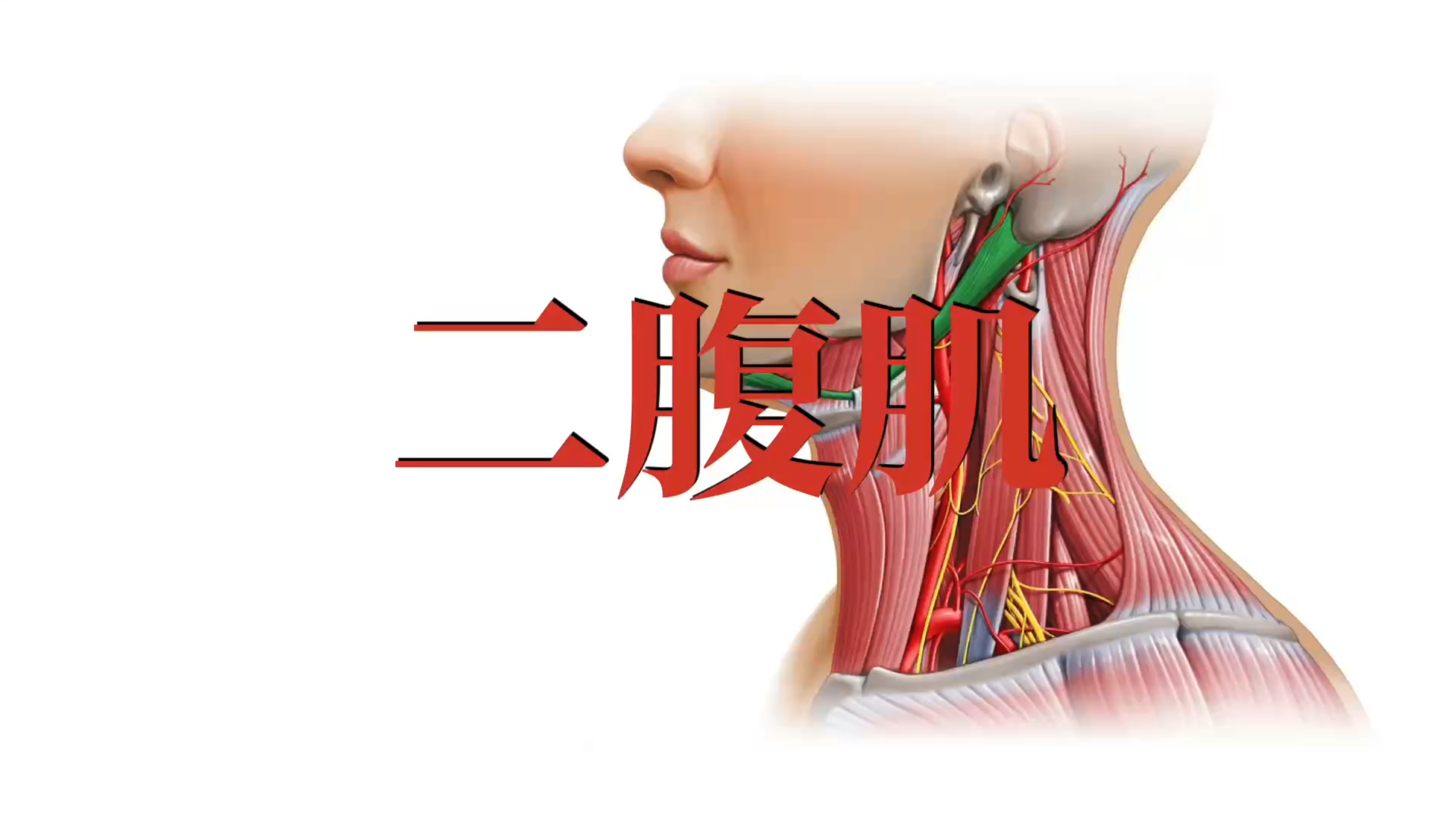 肌肉功能解剖|二腹肌