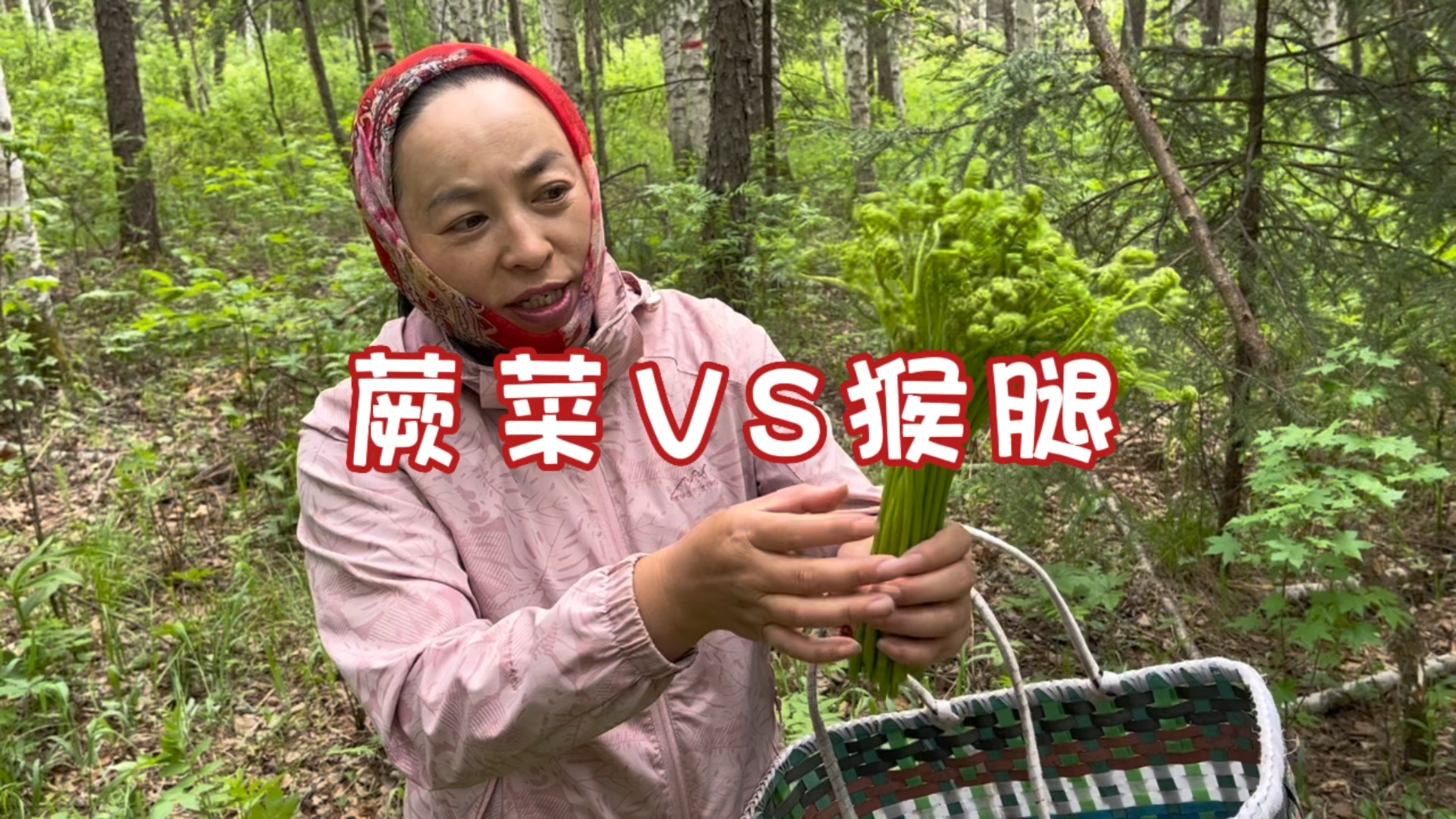东北农村生活,上山采野菜,近距离区分蕨菜和猴腿,区别很大