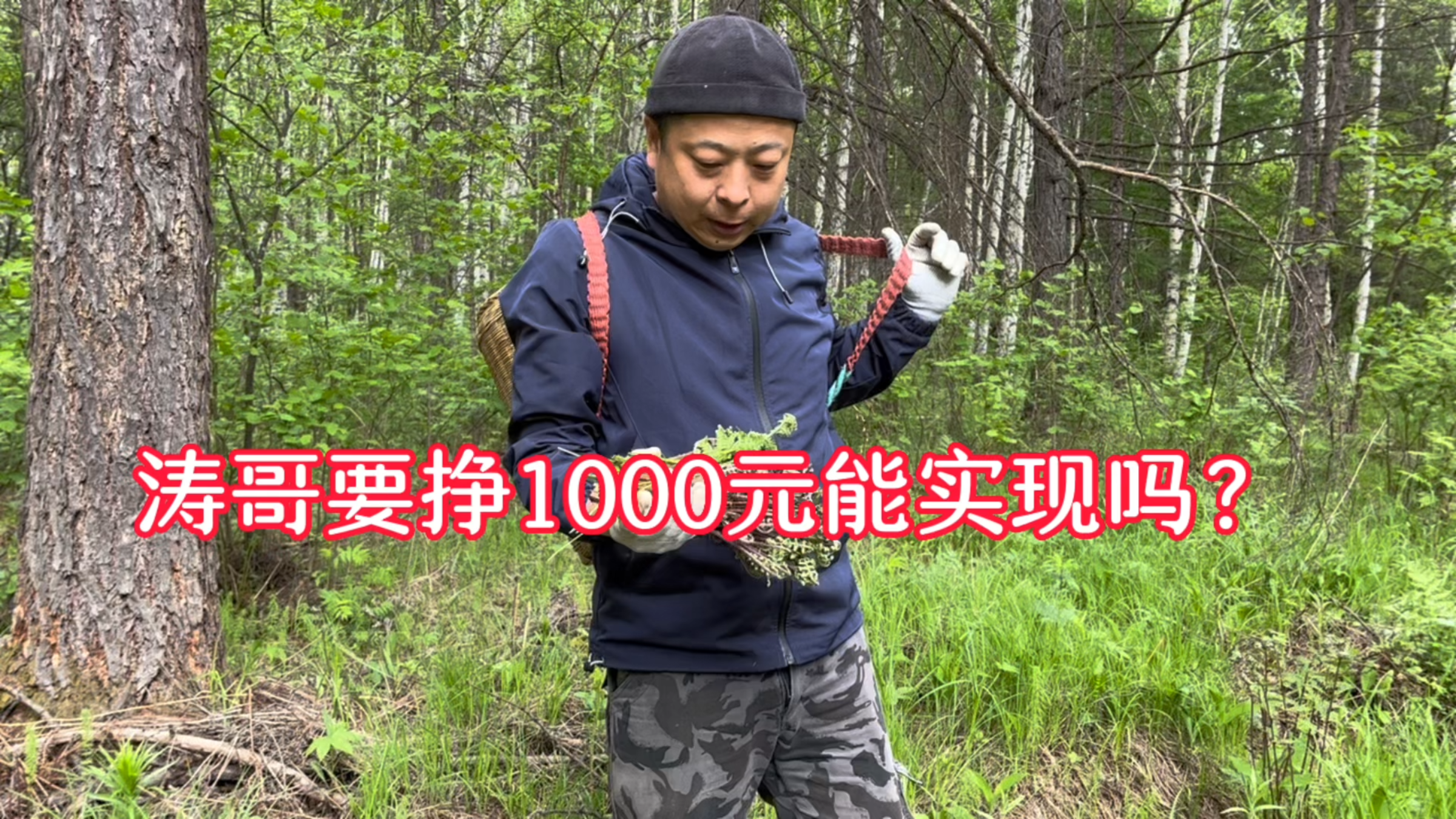 涛哥要一天赚1000元,靠采野菜能实现吗,这野菜密度太大了