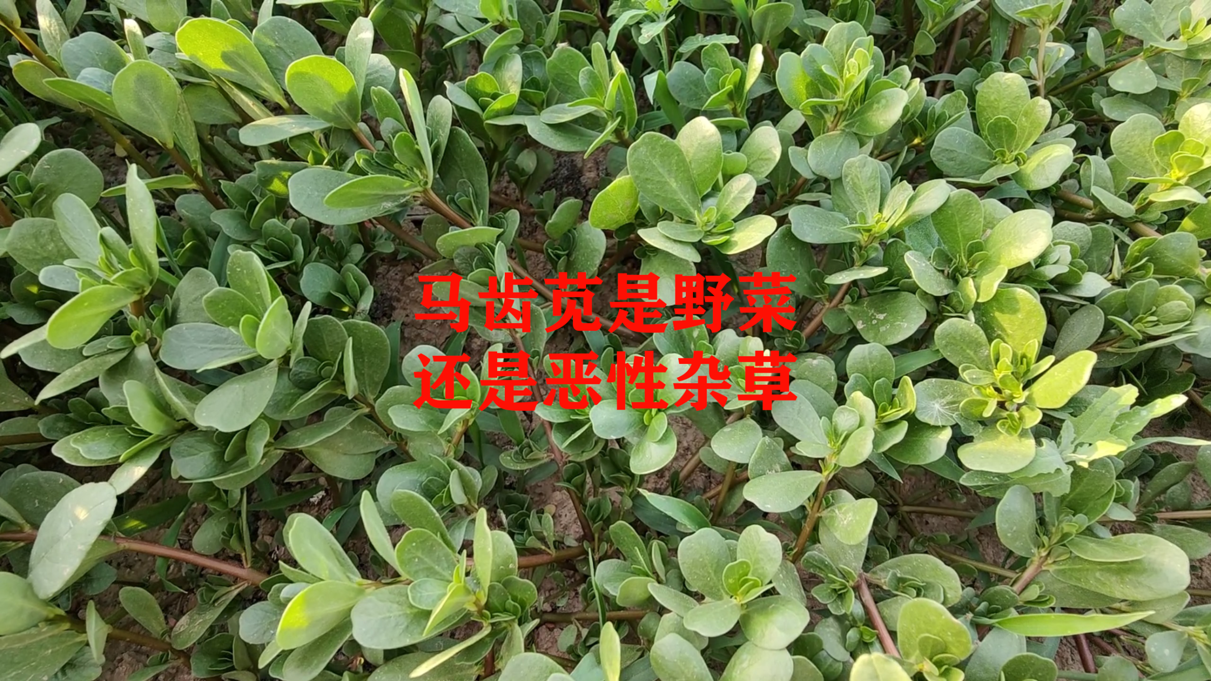马齿苋究竟是野菜,还是恶性杂草