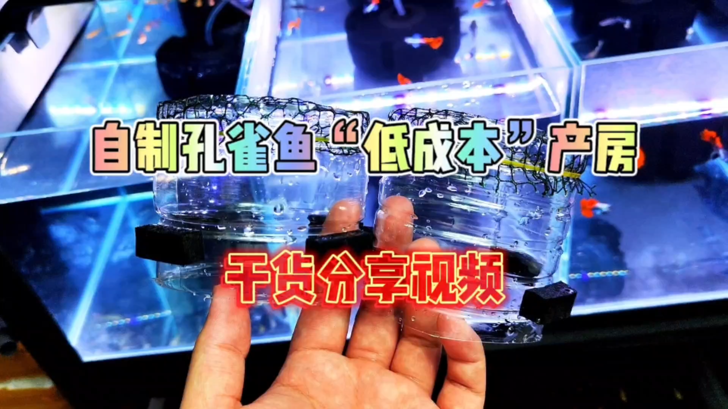 养鱼干货分享视频!居家自制孔雀鱼“低成本、超高效”小产房!