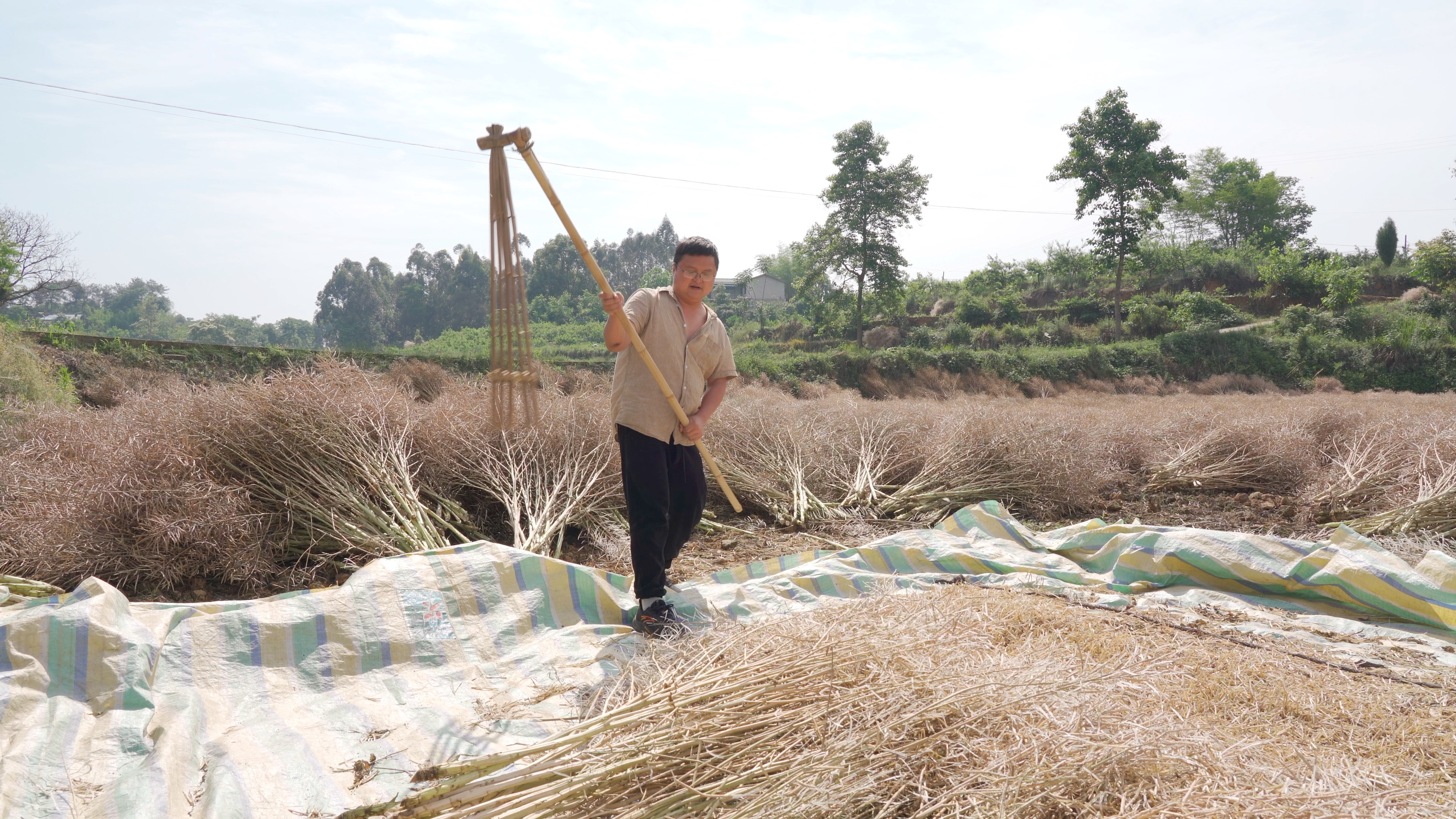 农家无添加纯菜籽油,从砍菜籽到压榨全过程,历时2周,太辛苦了