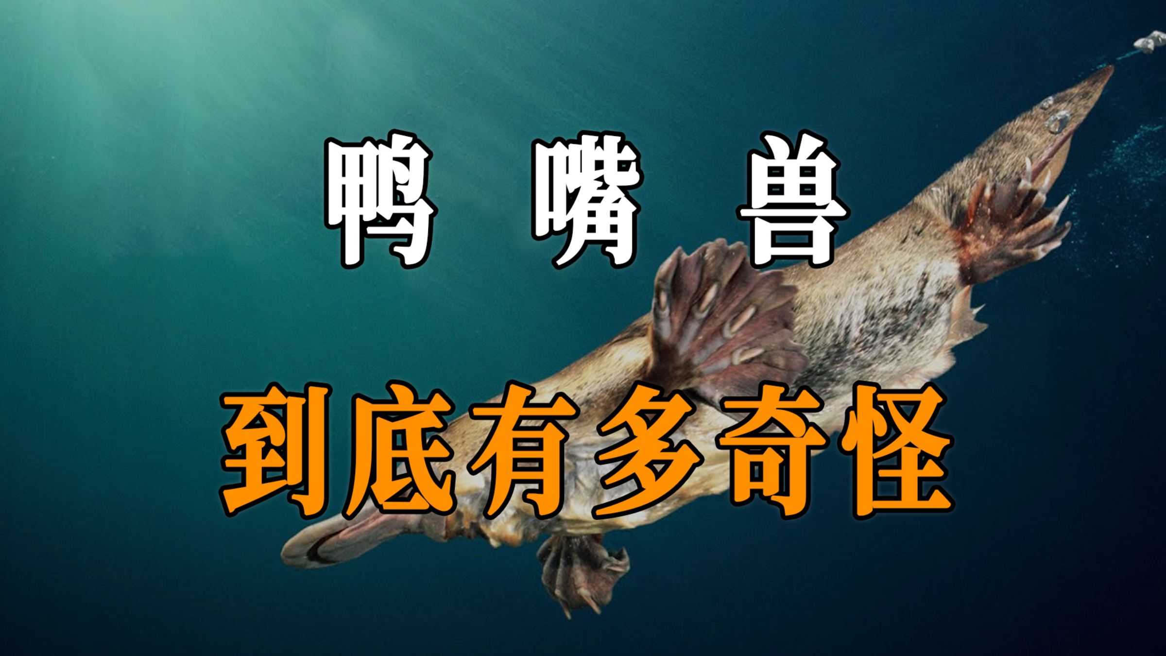 鸭嘴兽究竟有多奇葩?会下蛋的哺乳动物,远比你想象的更离谱!