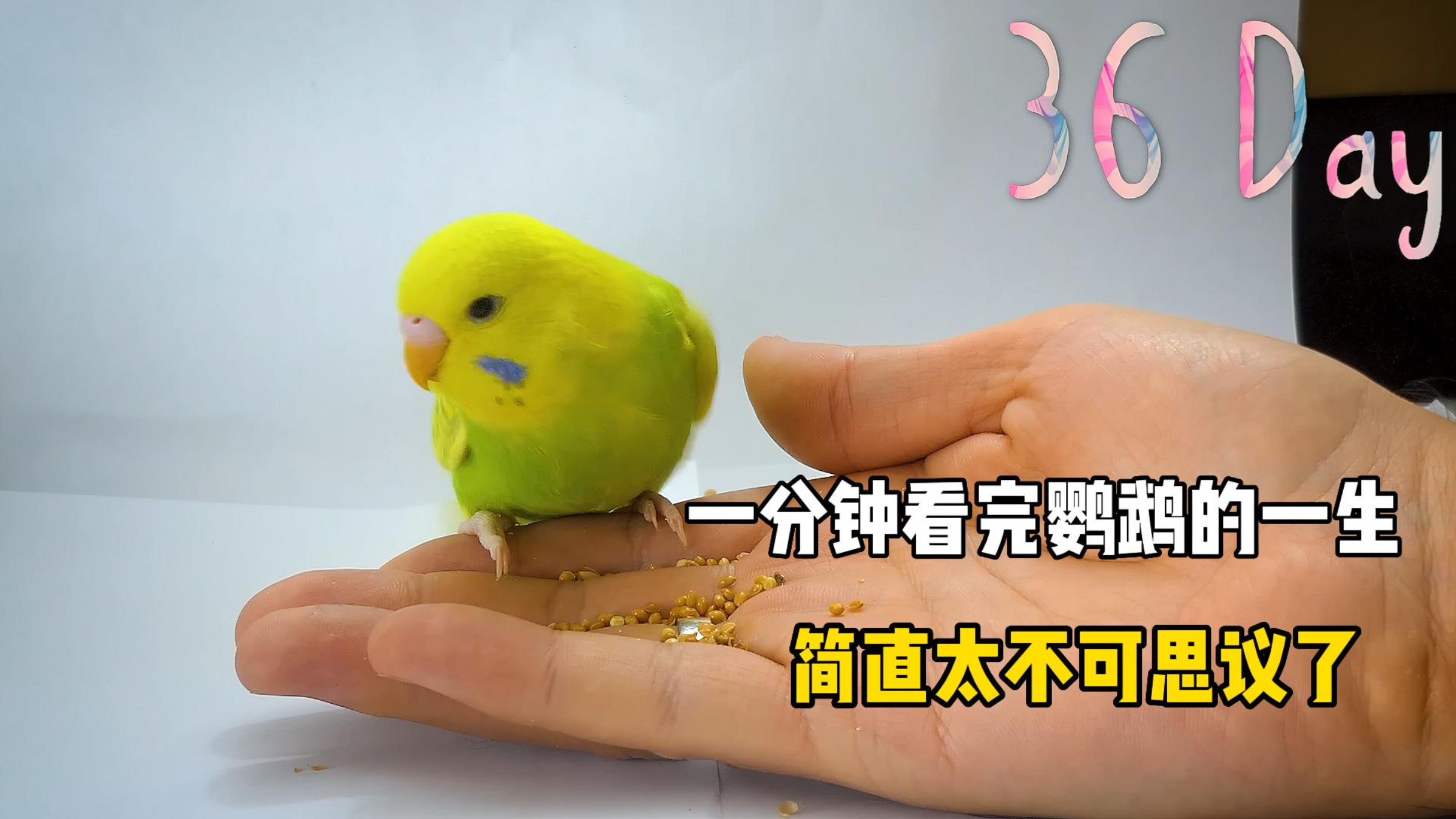 两分钟带你看完鹦鹉成长全过程，小时候丑不拉几，长大后超好看