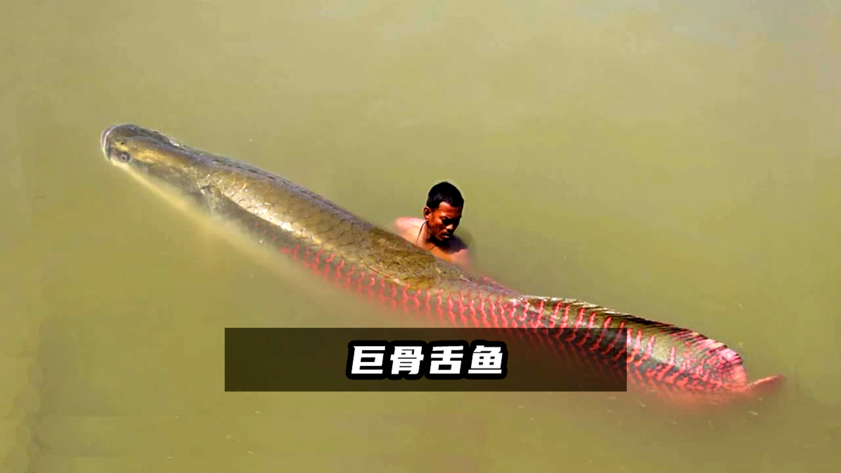 这鱼什么来头?鱼鳞比铁硬,肉却比豆腐还嫩!