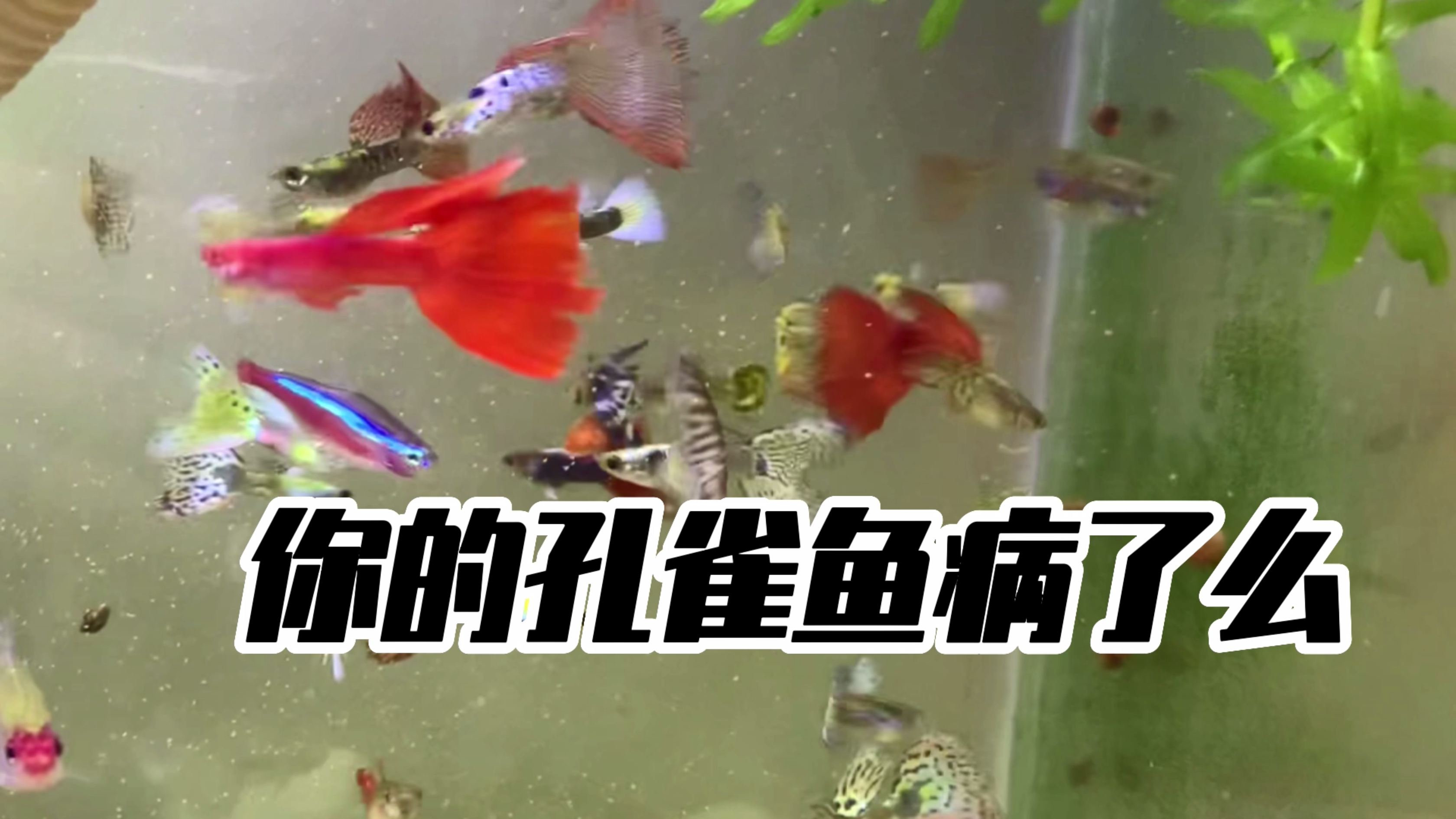 孔雀鱼是否健康看这几点 | 如何判断鱼儿状态?
