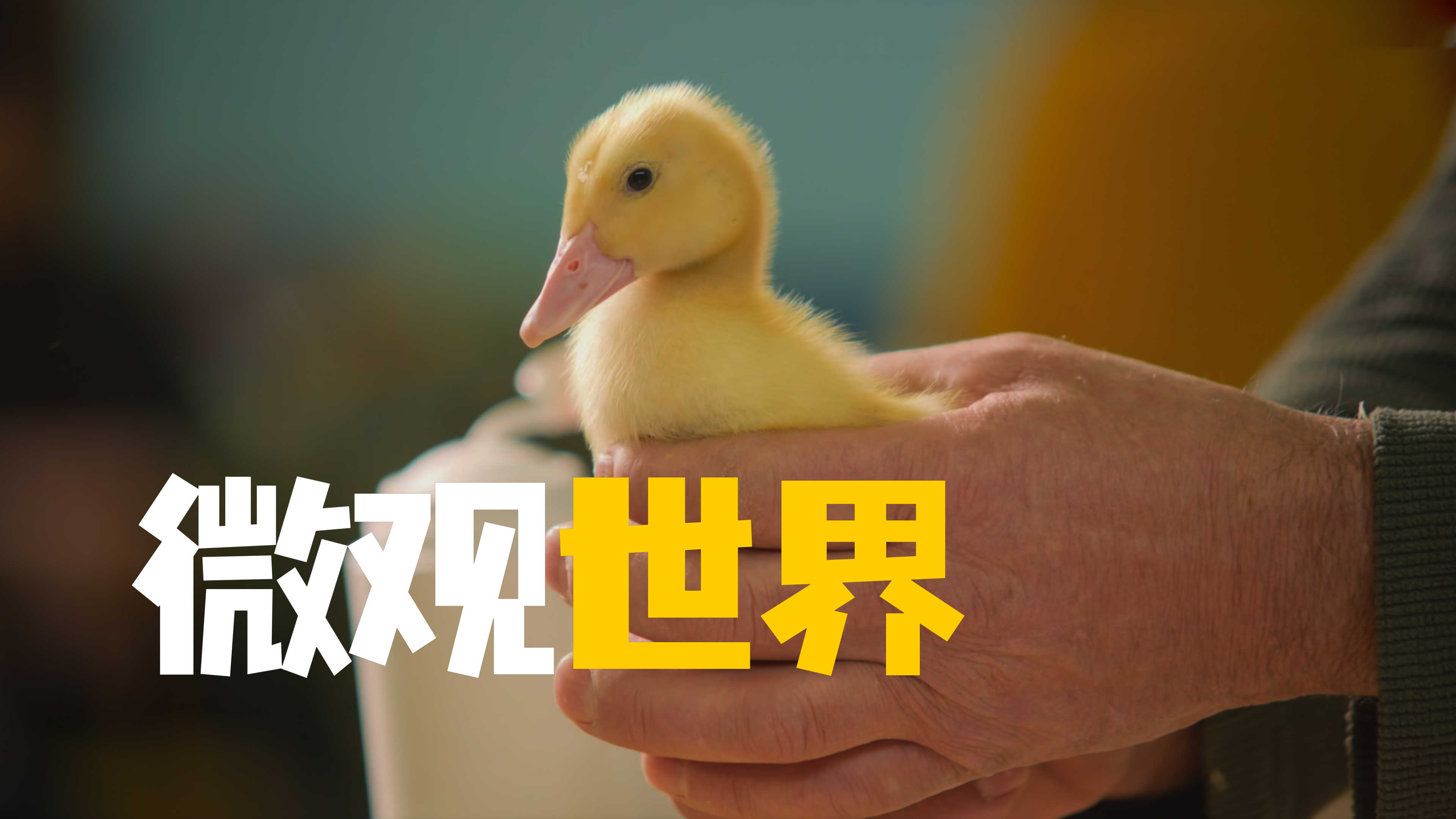 男孩捡到了一颗坏鸭蛋 竟然孵出了小鸭子《微观世界》